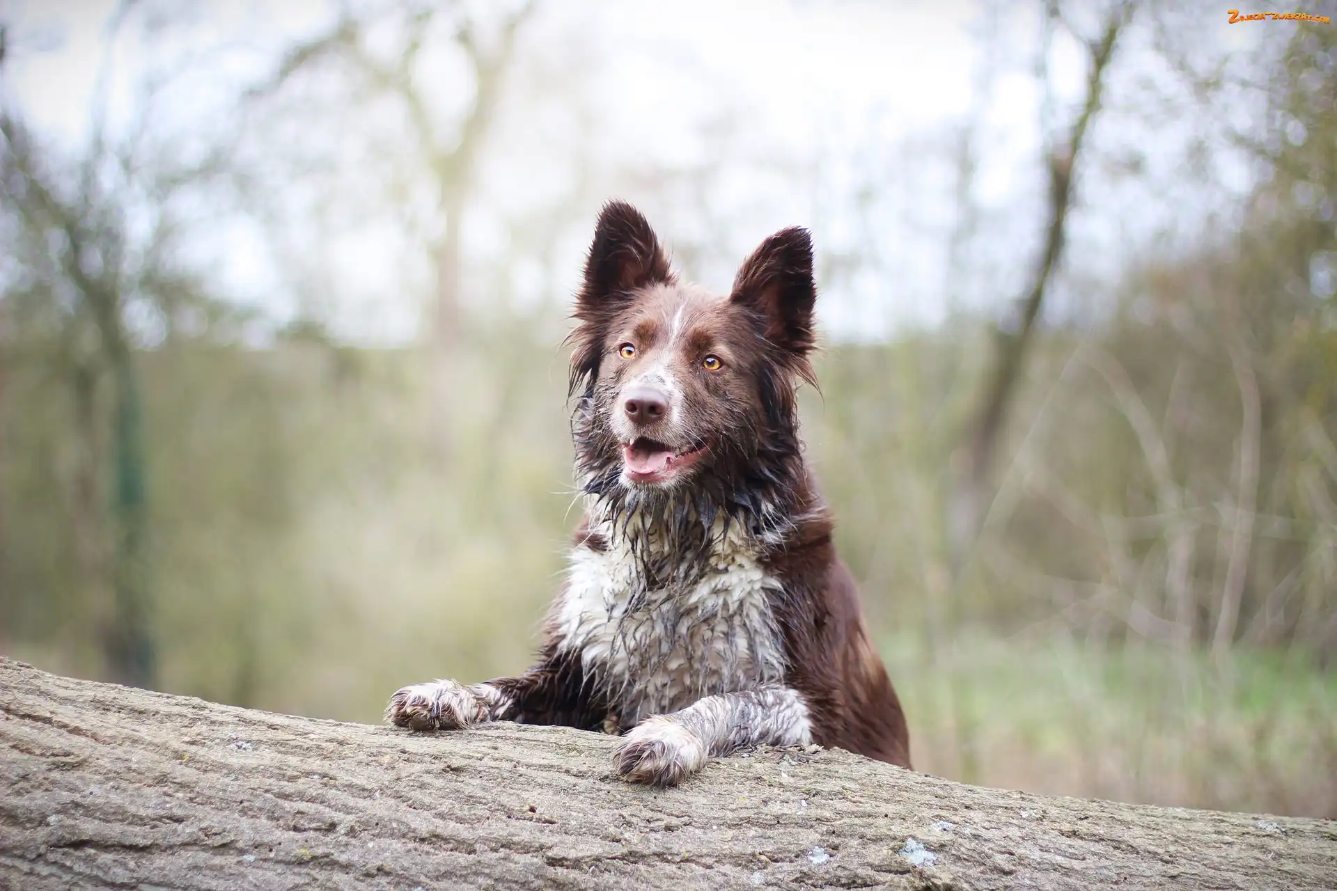 Border collie, Rośliny
, Pies, Drzewo