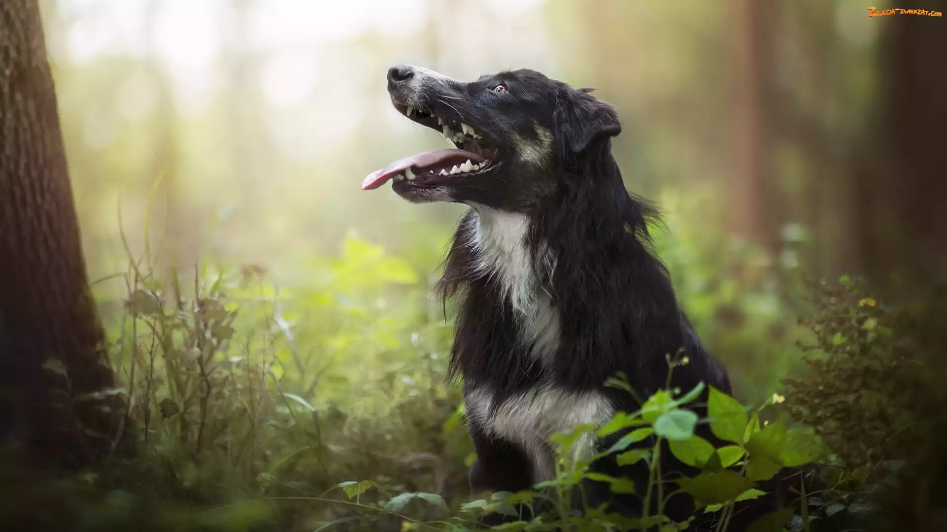 Border collie, Rośliny, Pies, Las