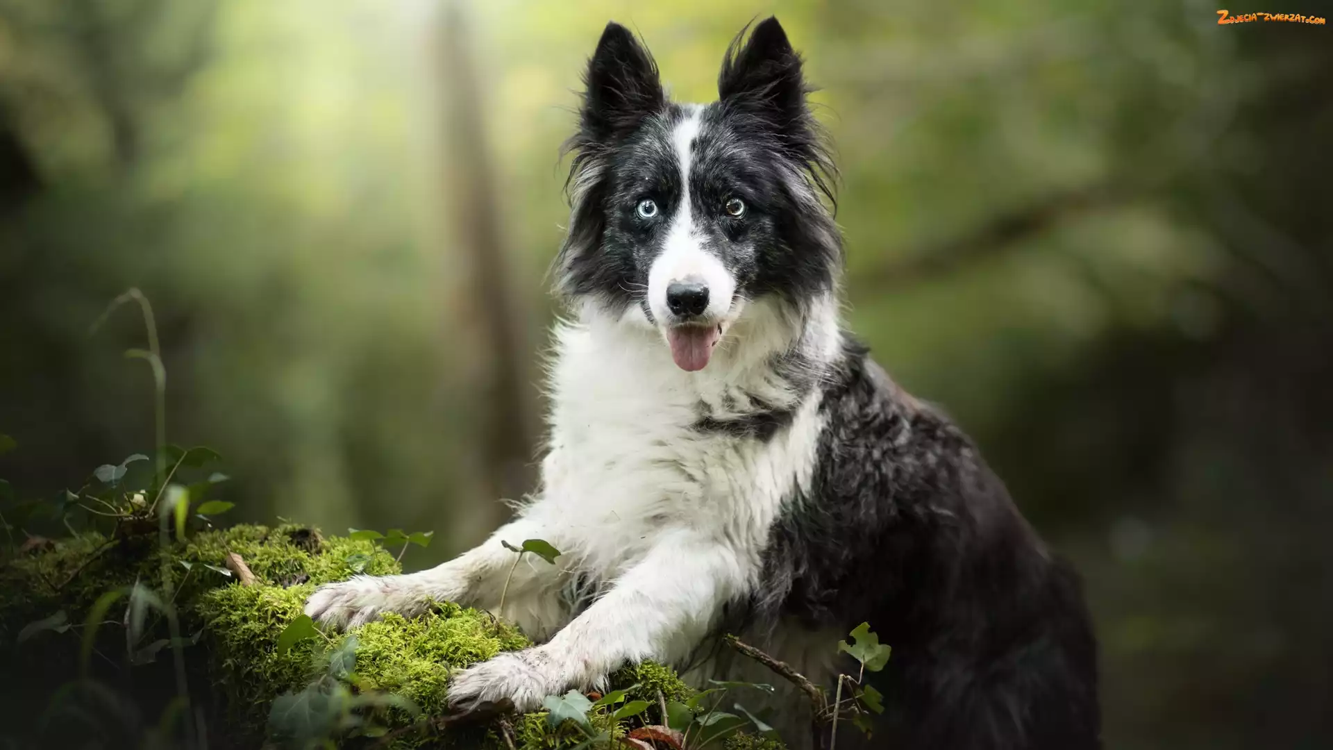 Border collie, Rośliny, Pies, Mordka