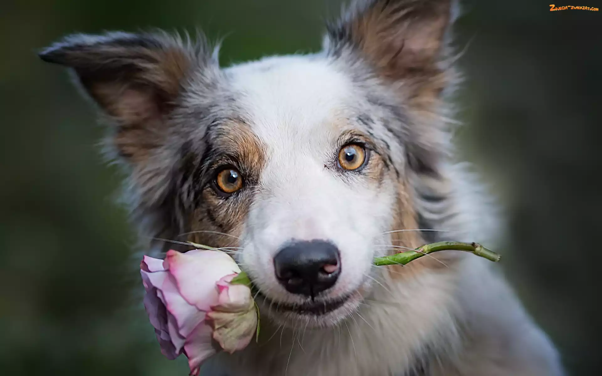 Border collie, Róża, Pies, Kwiat