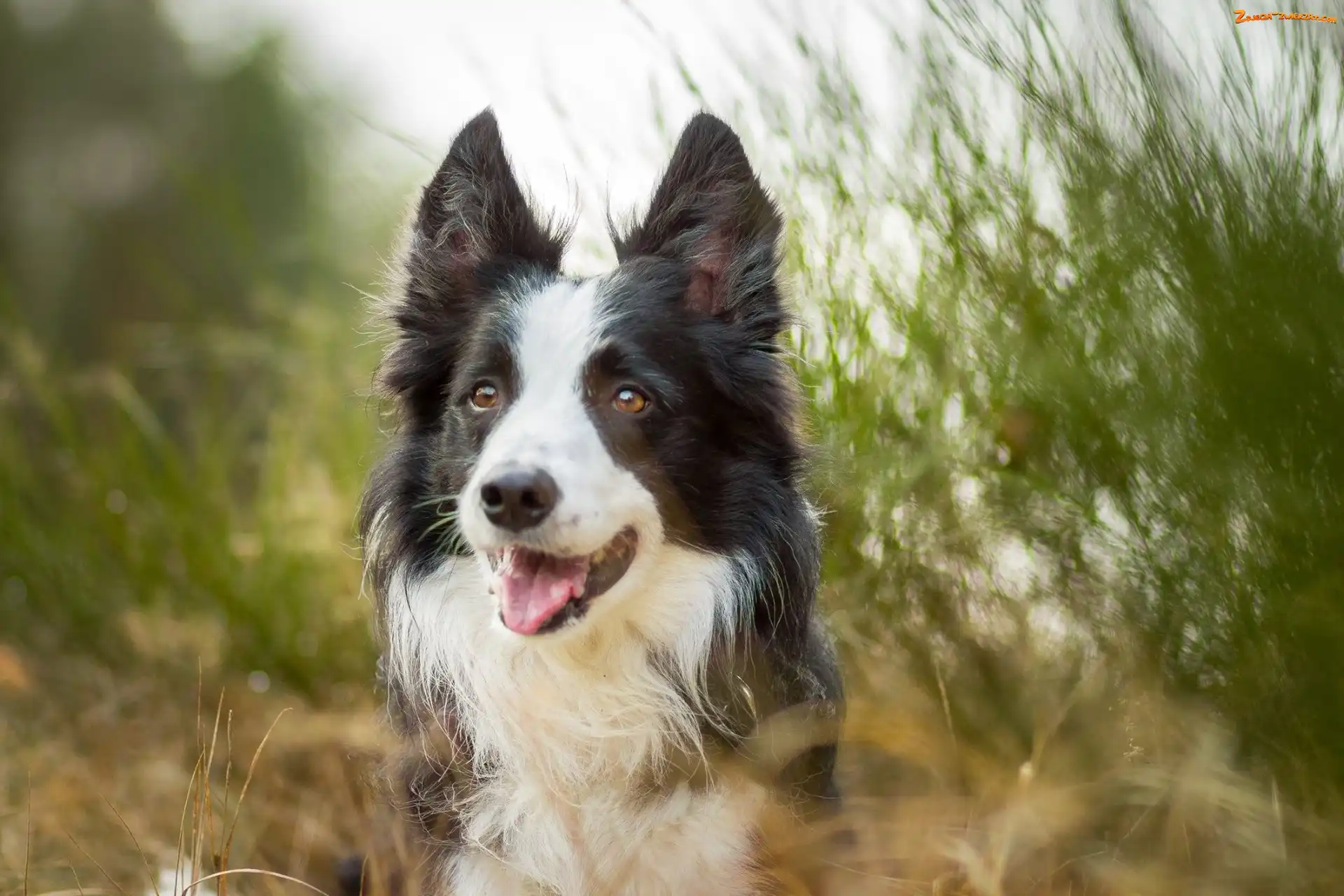 Border Collie, Rozmycie, Pies, Trawa