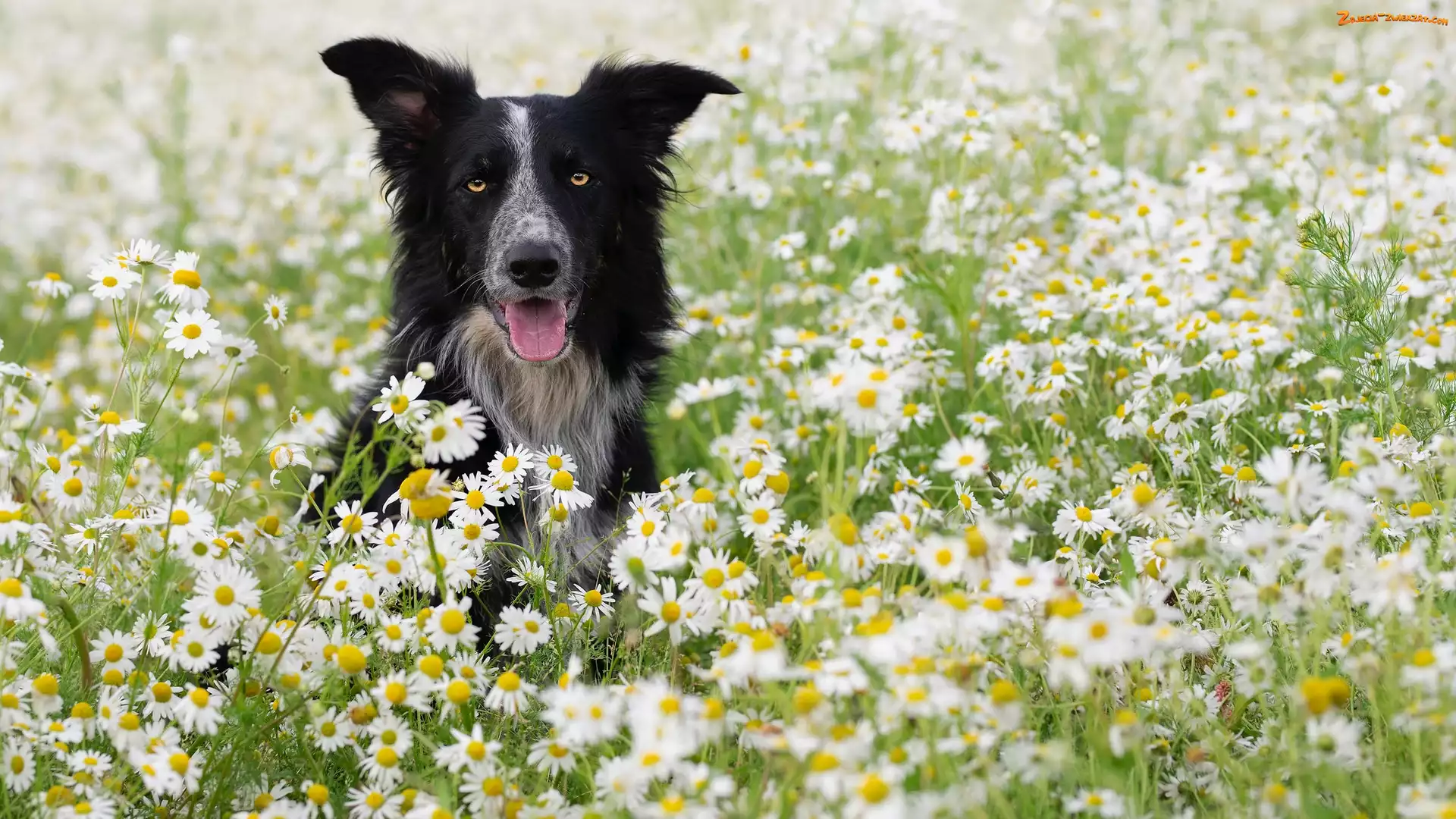 Border collie, Rumianki, Pies, Kwiaty