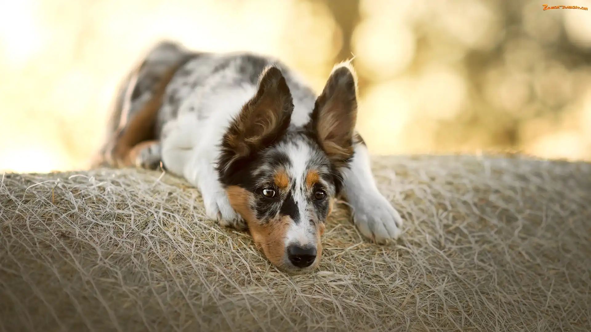 Border collie, Siano, Pies, Mordka
