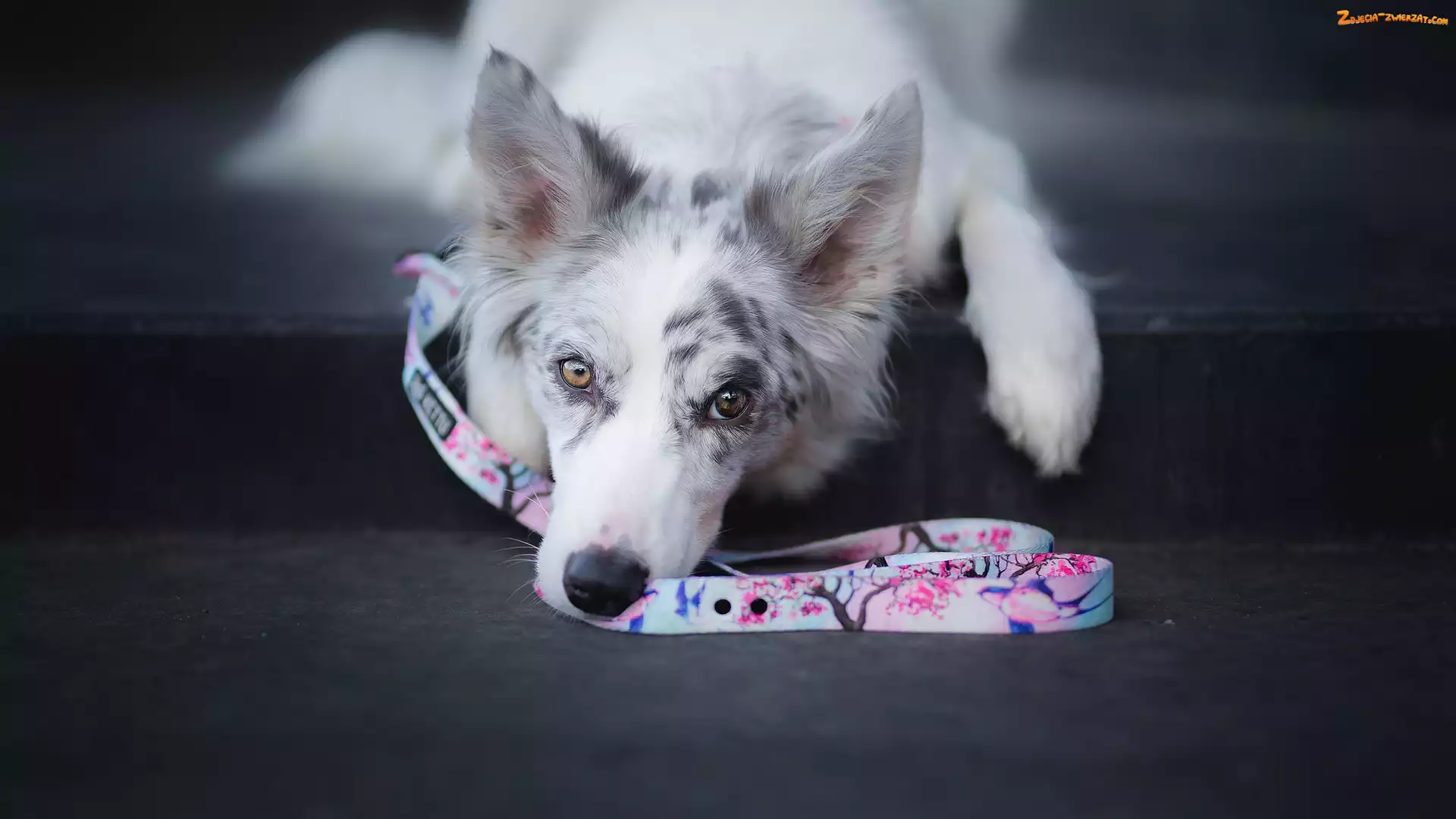Border collie, Smycz, Pies, Mordka