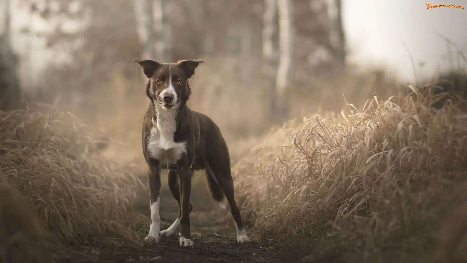 Border collie, Trawa, Pies, Ścieżka