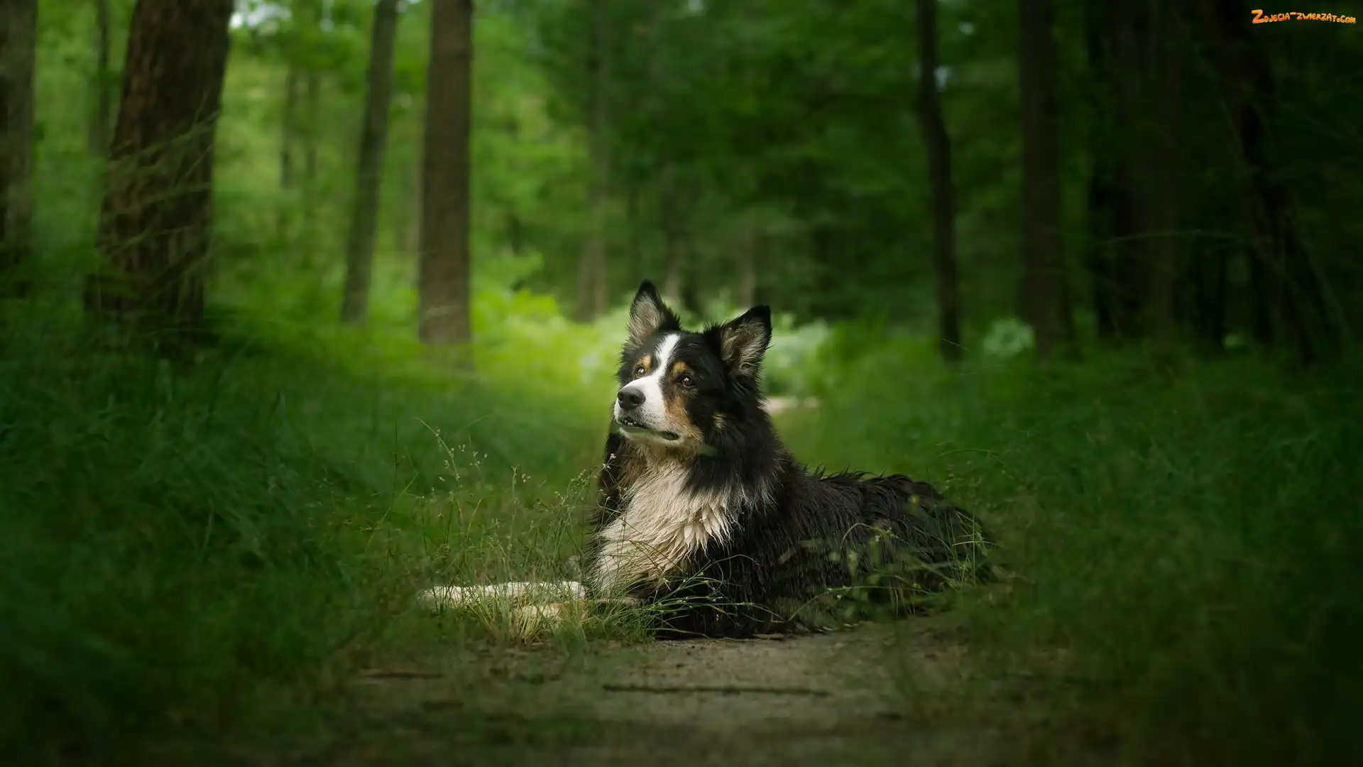 Border collie, Trawa, Pies, Drzewa
