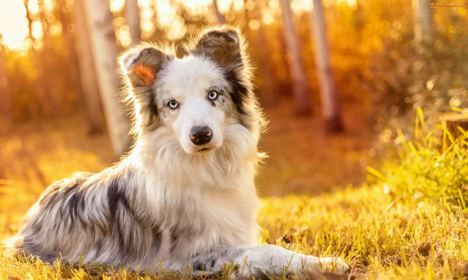 Border collie, Trawa, Pies, Las