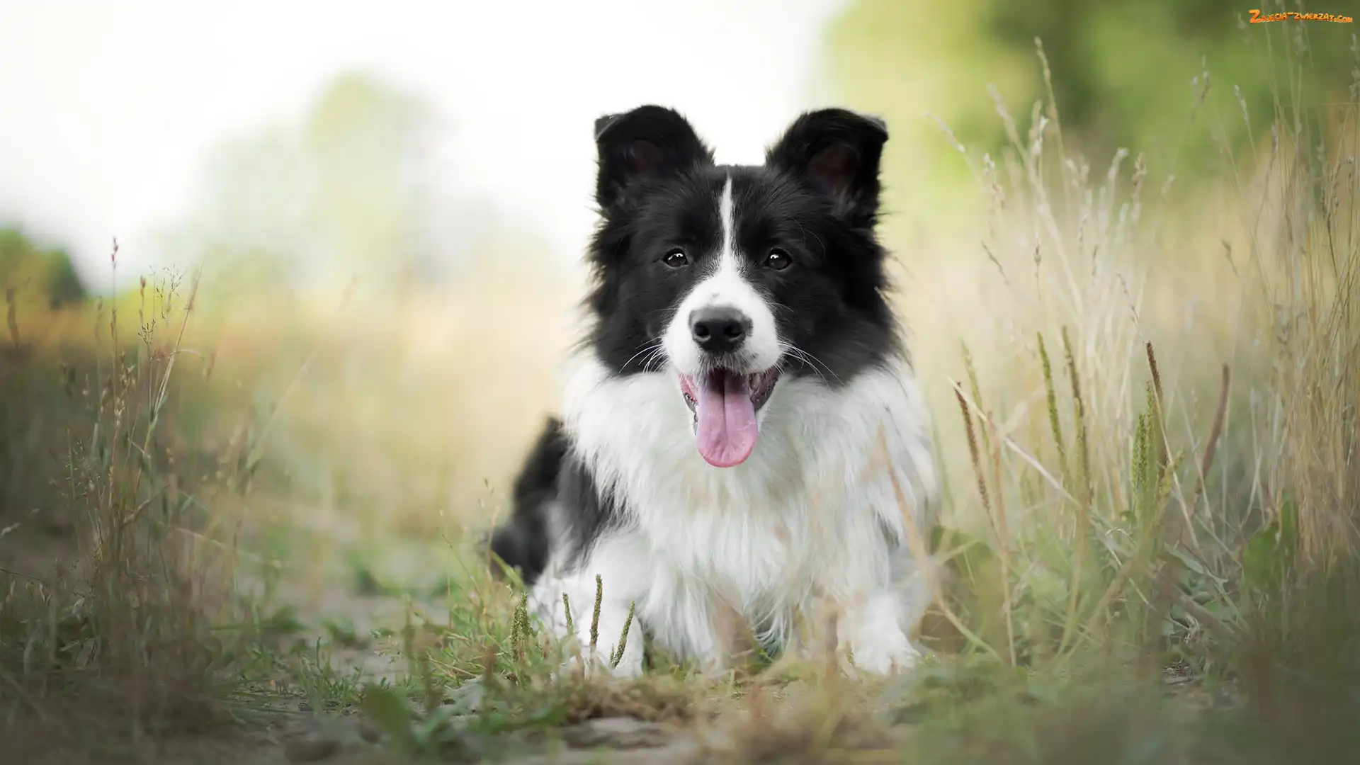 Border collie, Trawa, Pies, Mordka