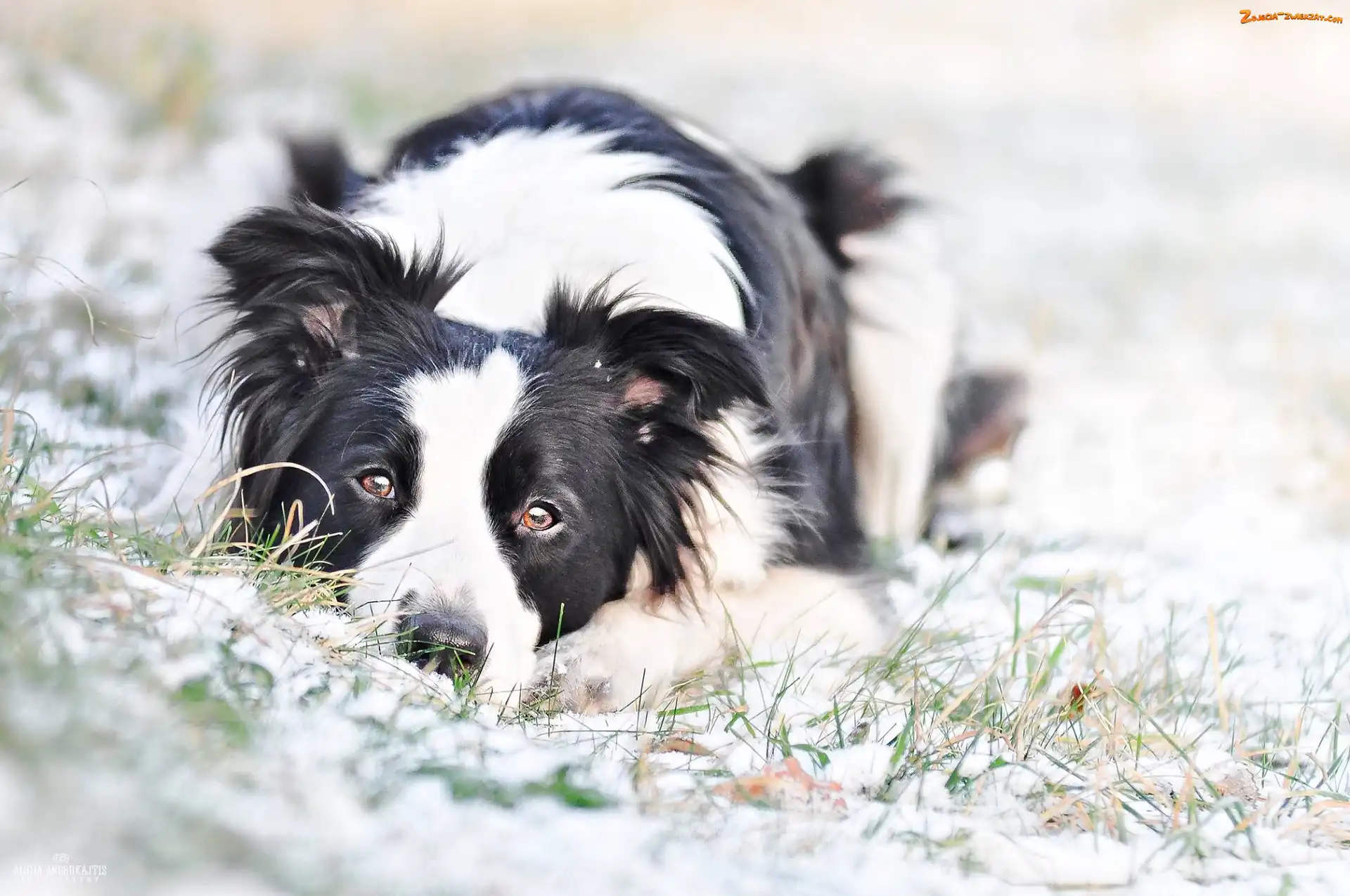 Border Collie, Trawa, Pies, Śnieg