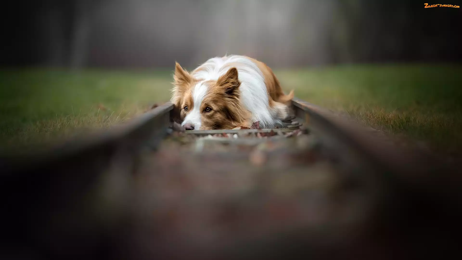 Border collie, Trawa, Pies, Tory