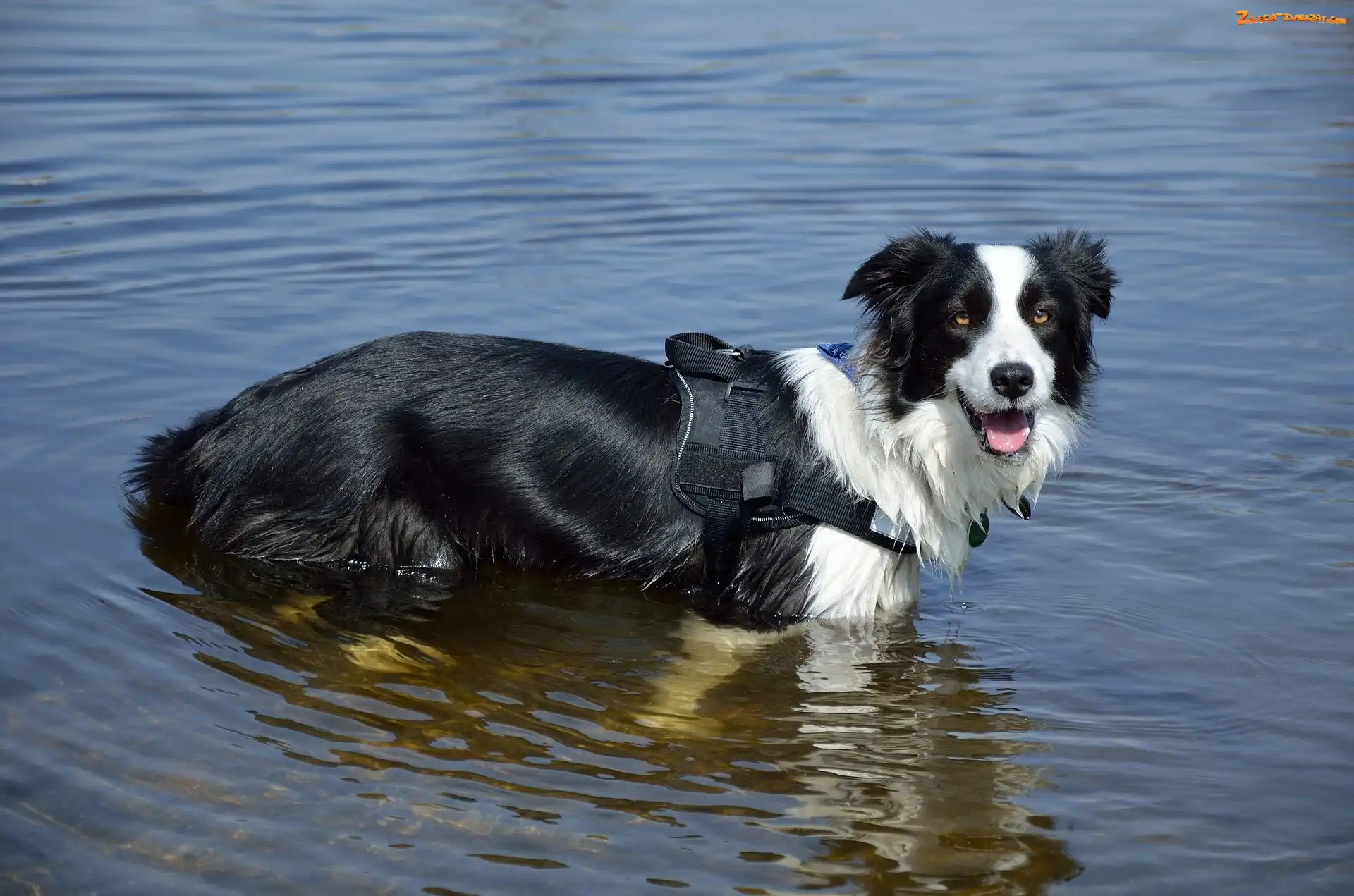 Border collie, Woda, Pies, Szelki