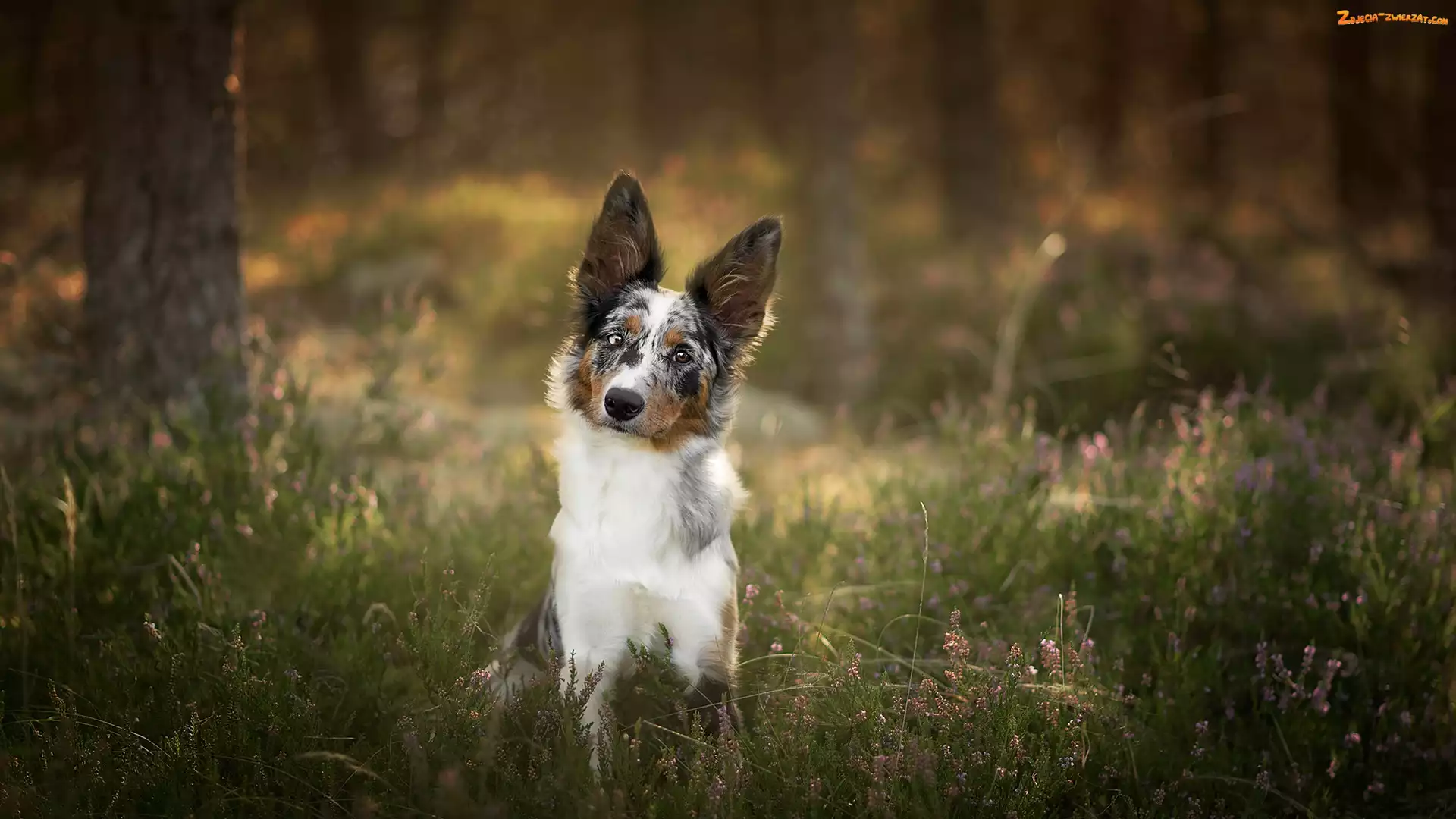 Border collie, Wrzos, Pies, Drzewa