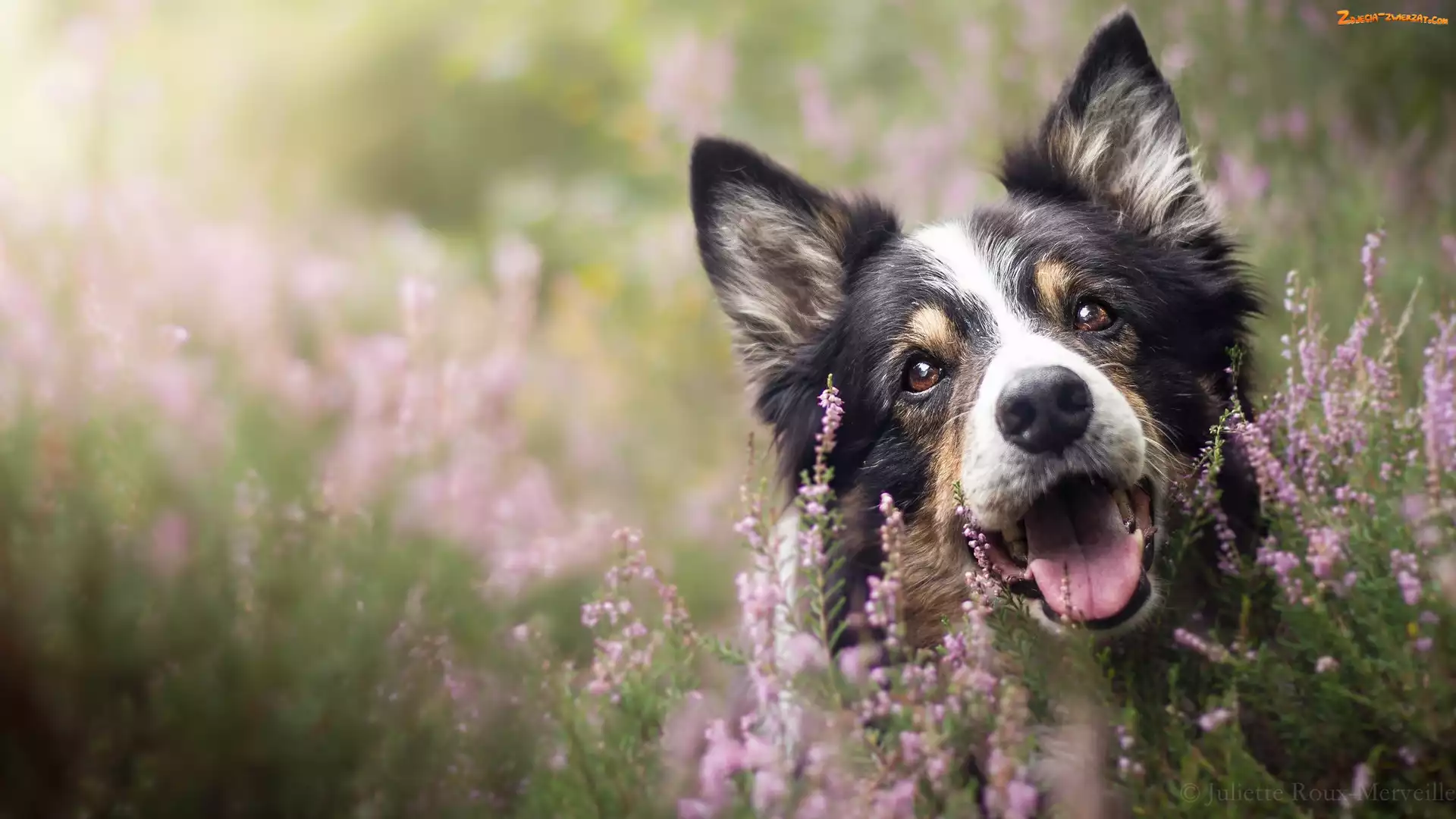 Border collie, Wrzosy, Pies, Mordka