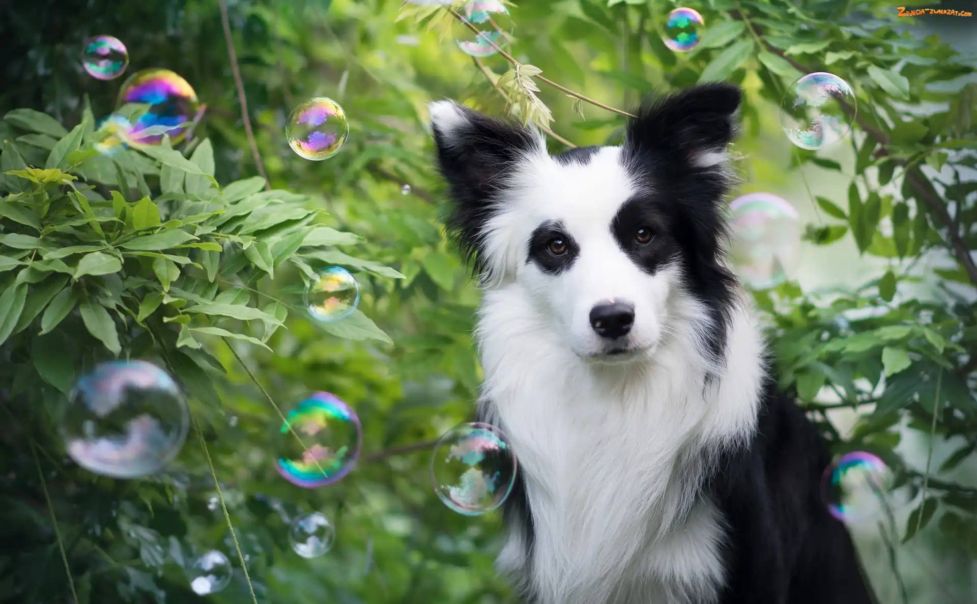 Border collie, Zarośla, Pies, Bańki