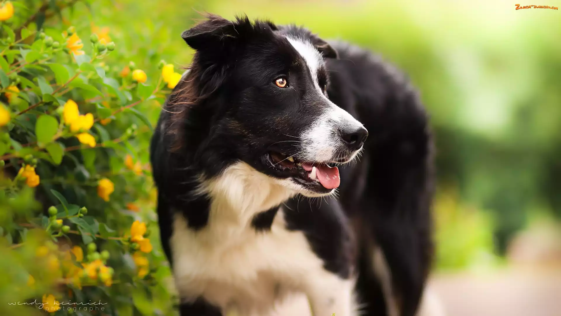 Border collie, Kwiaty, Pioes, Krzew