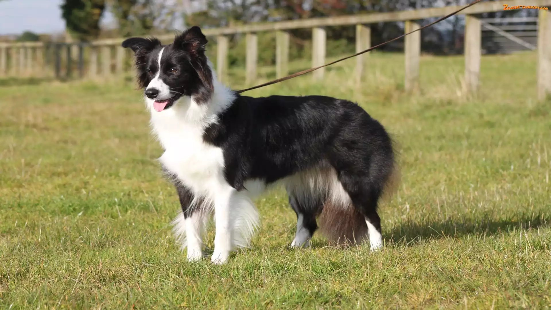 Border collie, Trawa, Pokaz, Smycz