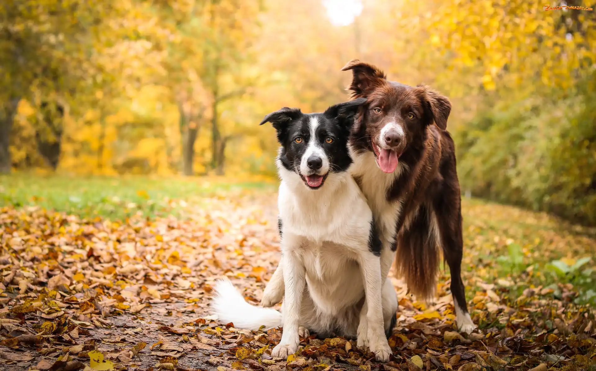 Krzewy, Border collie, Dwa, Liście, Drzewa, Psy, Polana