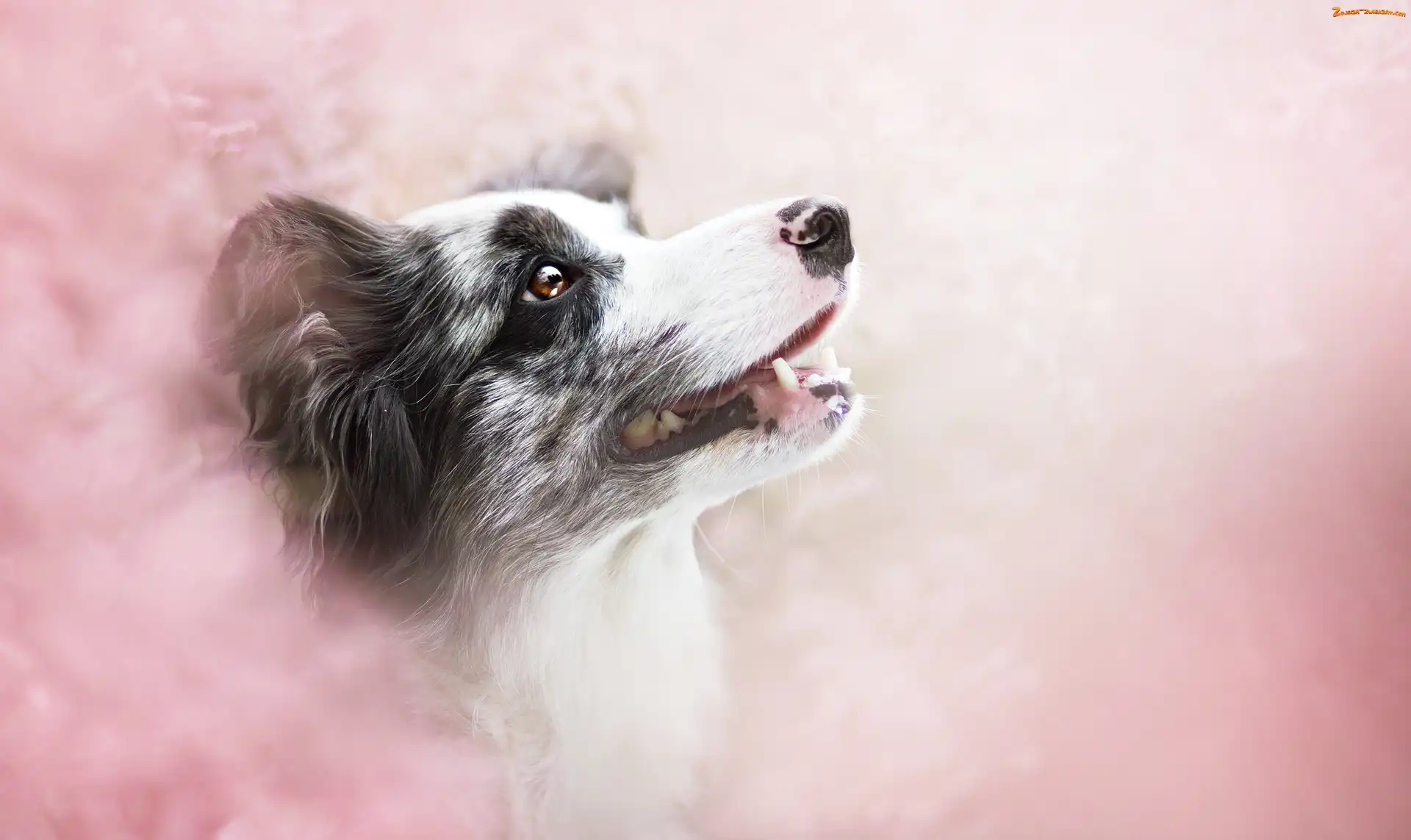 Border collie, Tło, Portret, Rozmyte