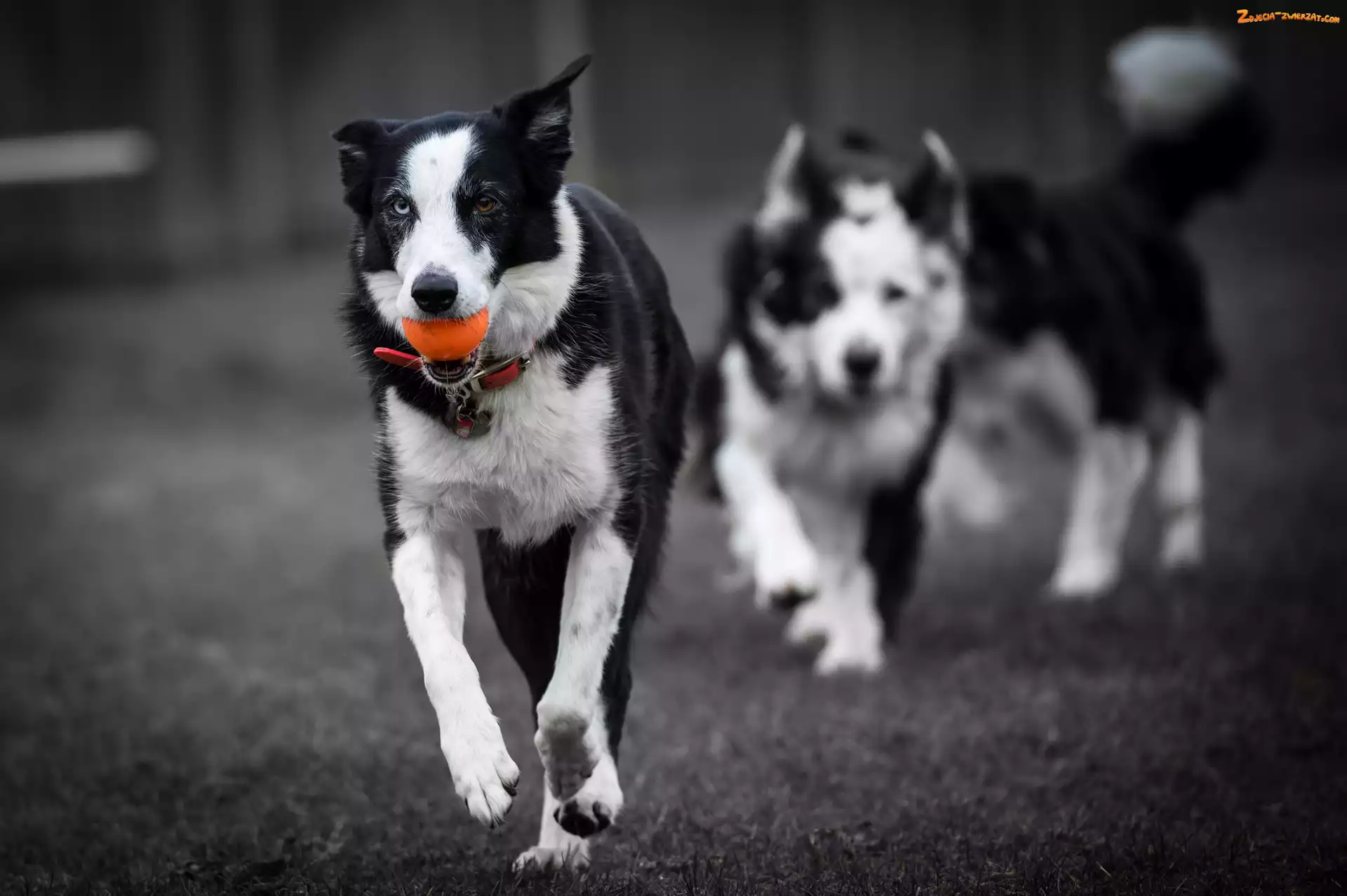 Border collie, Bieg, Psy, Piłeczka