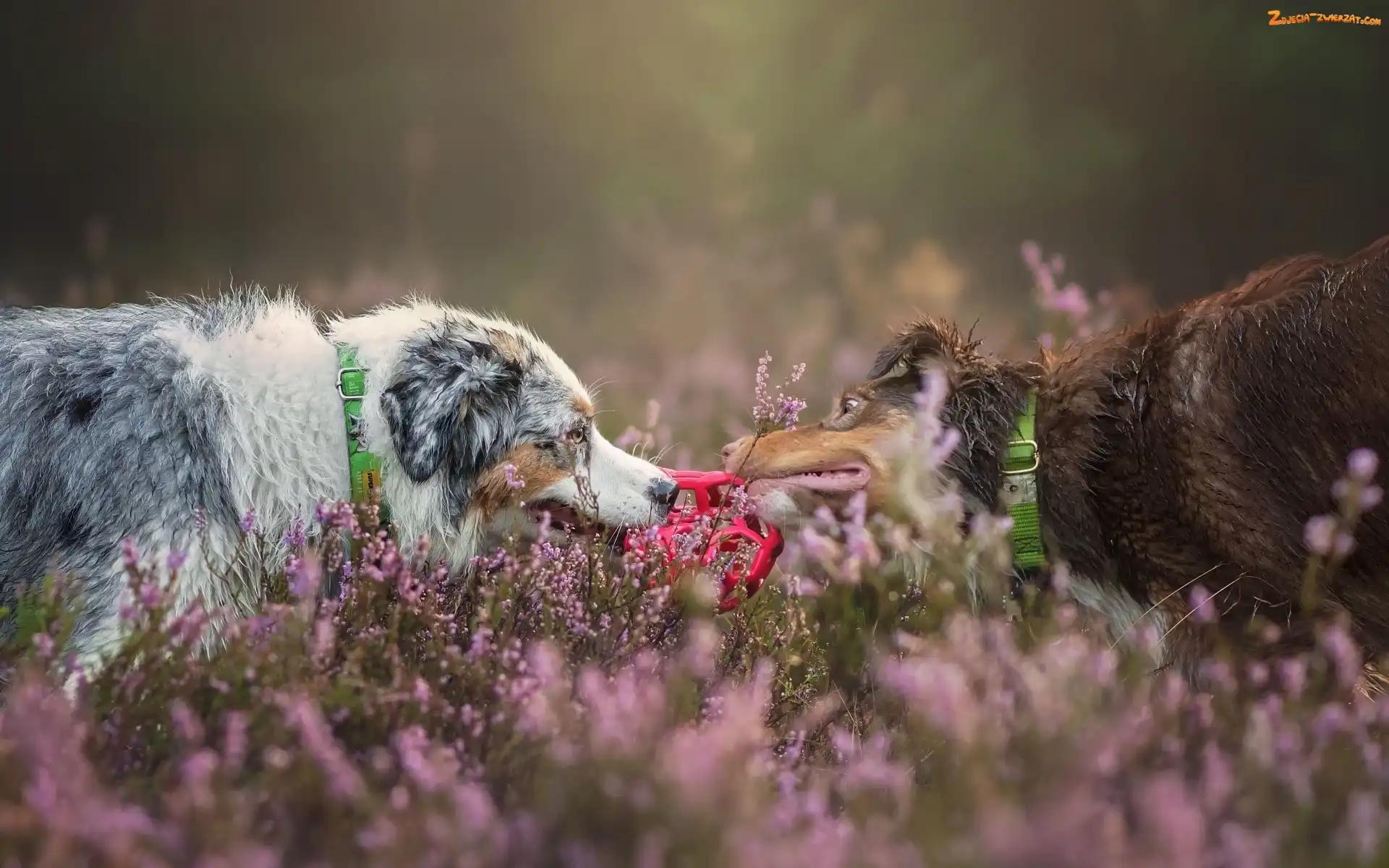 Border Collie, Psy, Wrzos