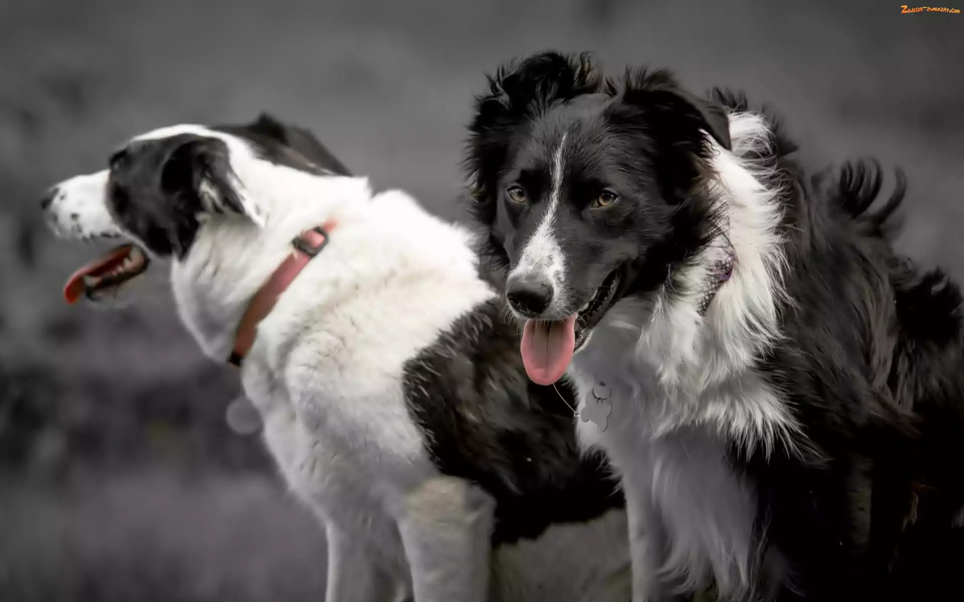 Psy, Border Collie