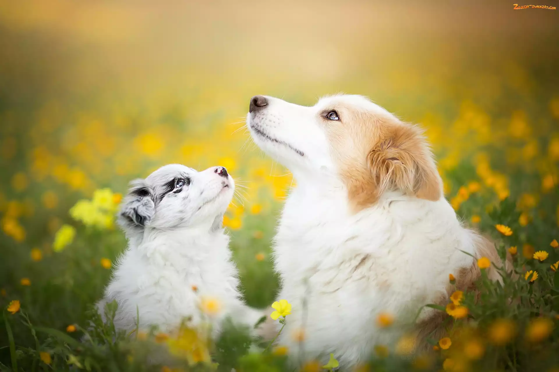 Border collie, Kwiaty, Psy, Łąka