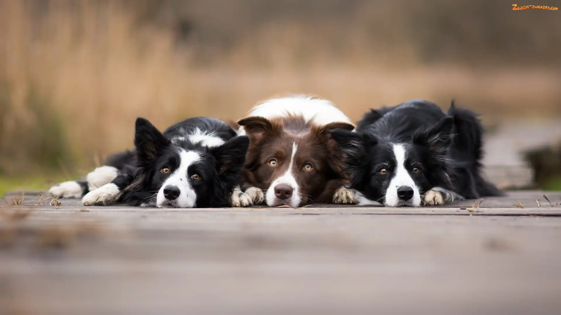 Border collie, Tło, Psy, Rozmyte