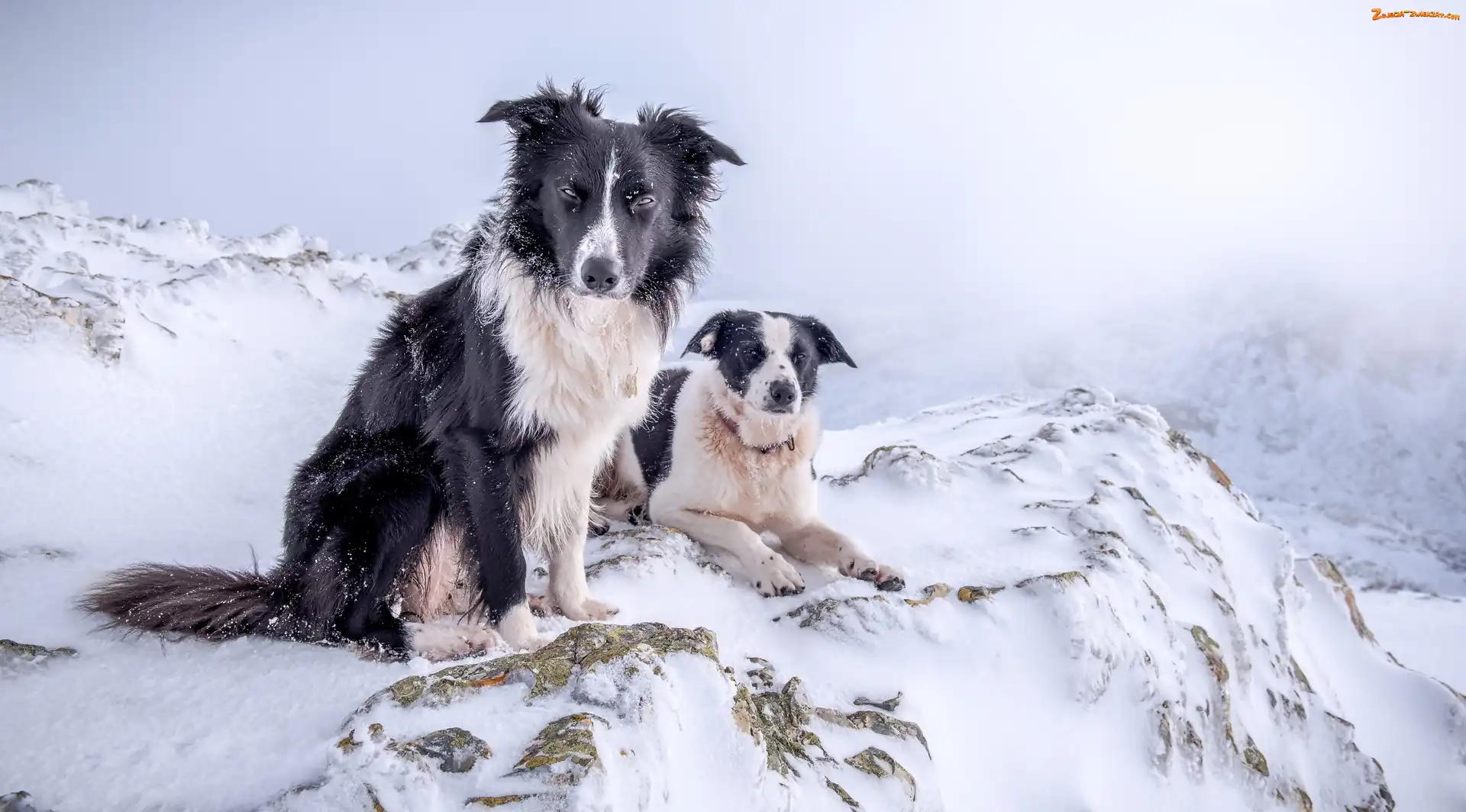 Border Collie, Zima, Psy, Góry