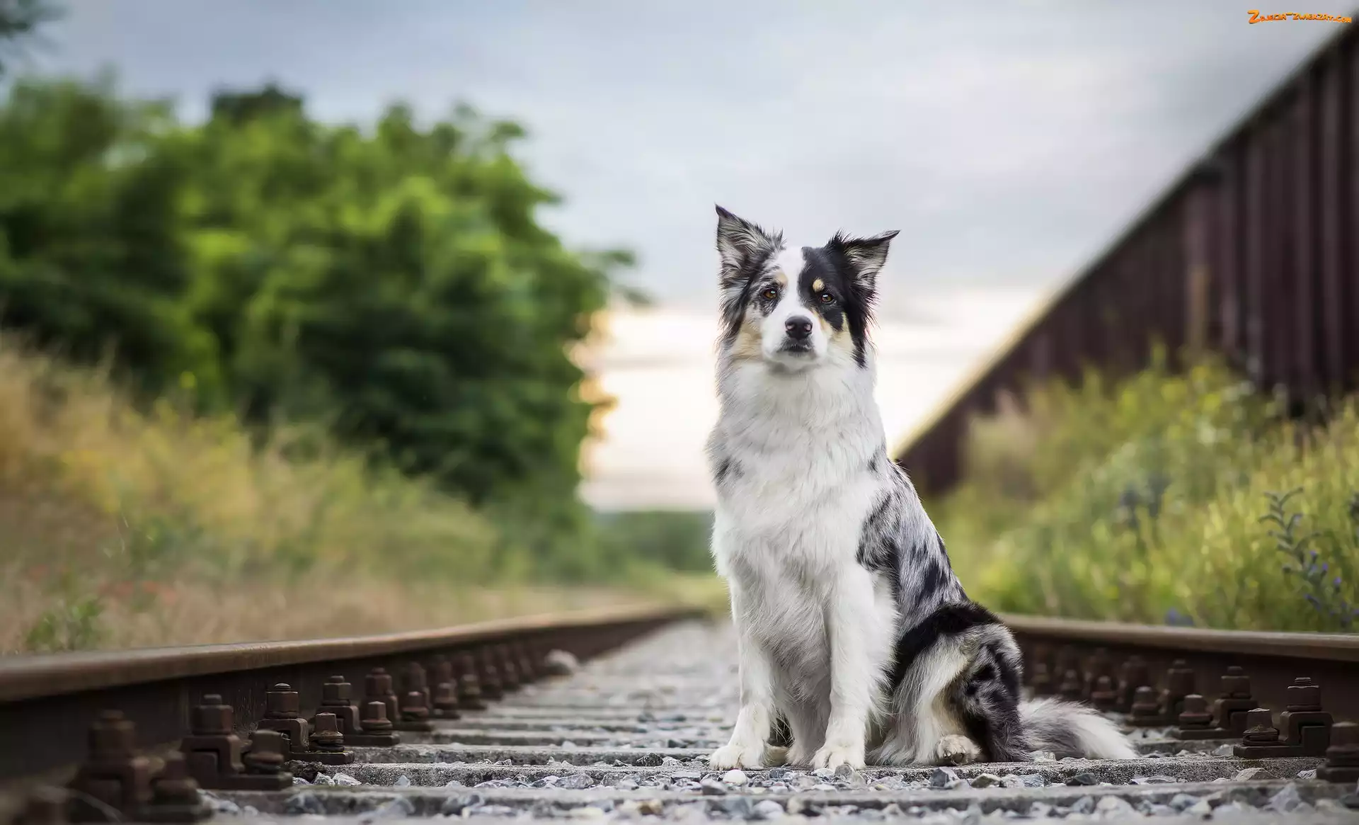 Border collie, Kolejowe, Siedzący, Tory