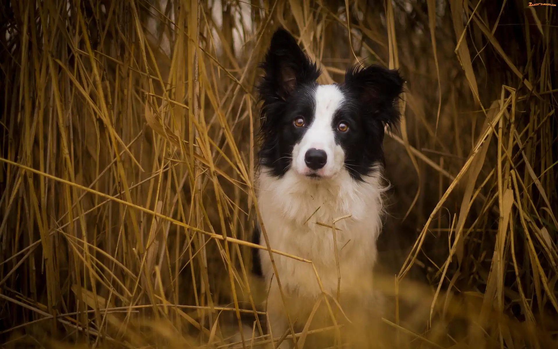 Border Collie, Suche, Zboże