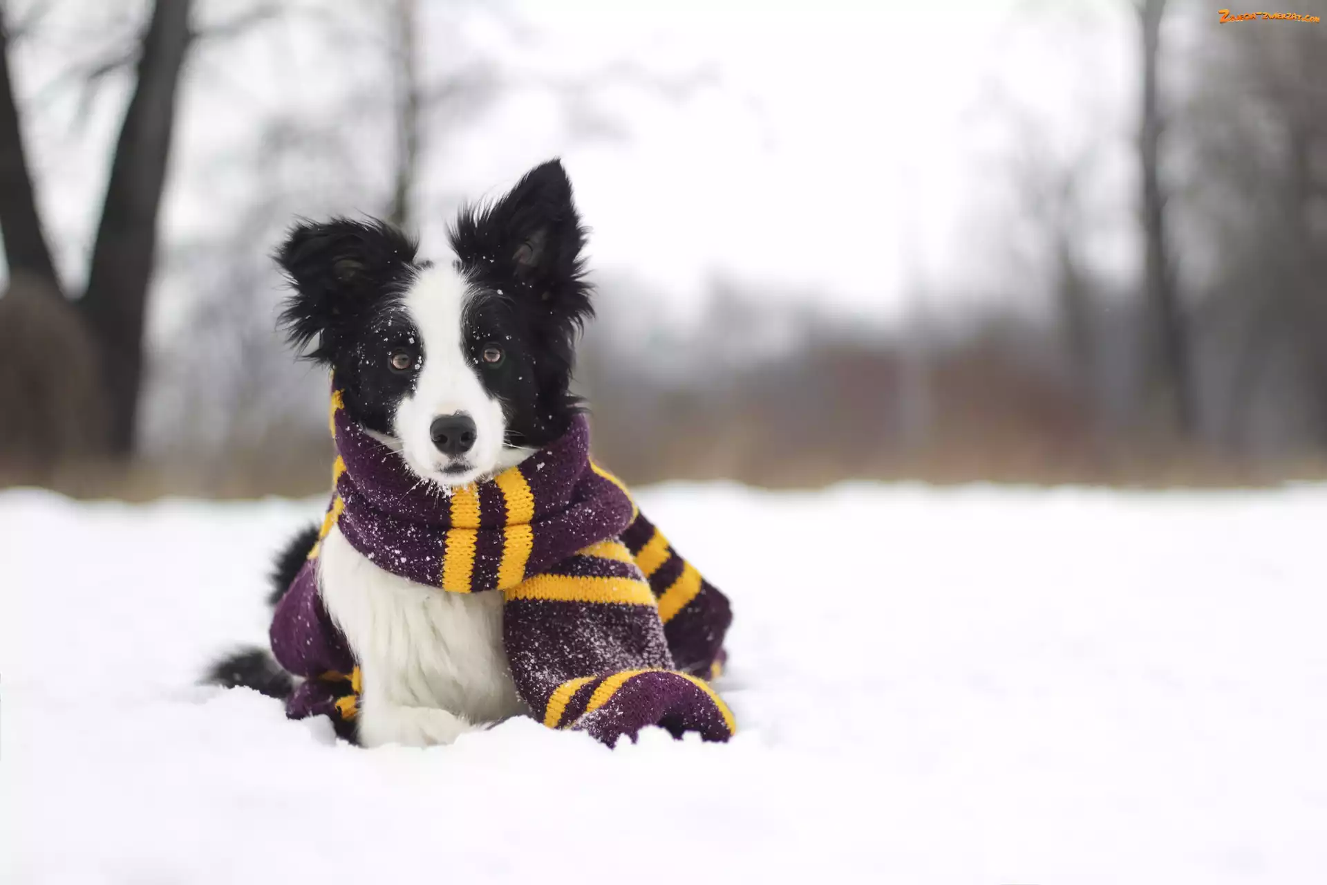 Śnieg, Szalik, Zima, Border collie