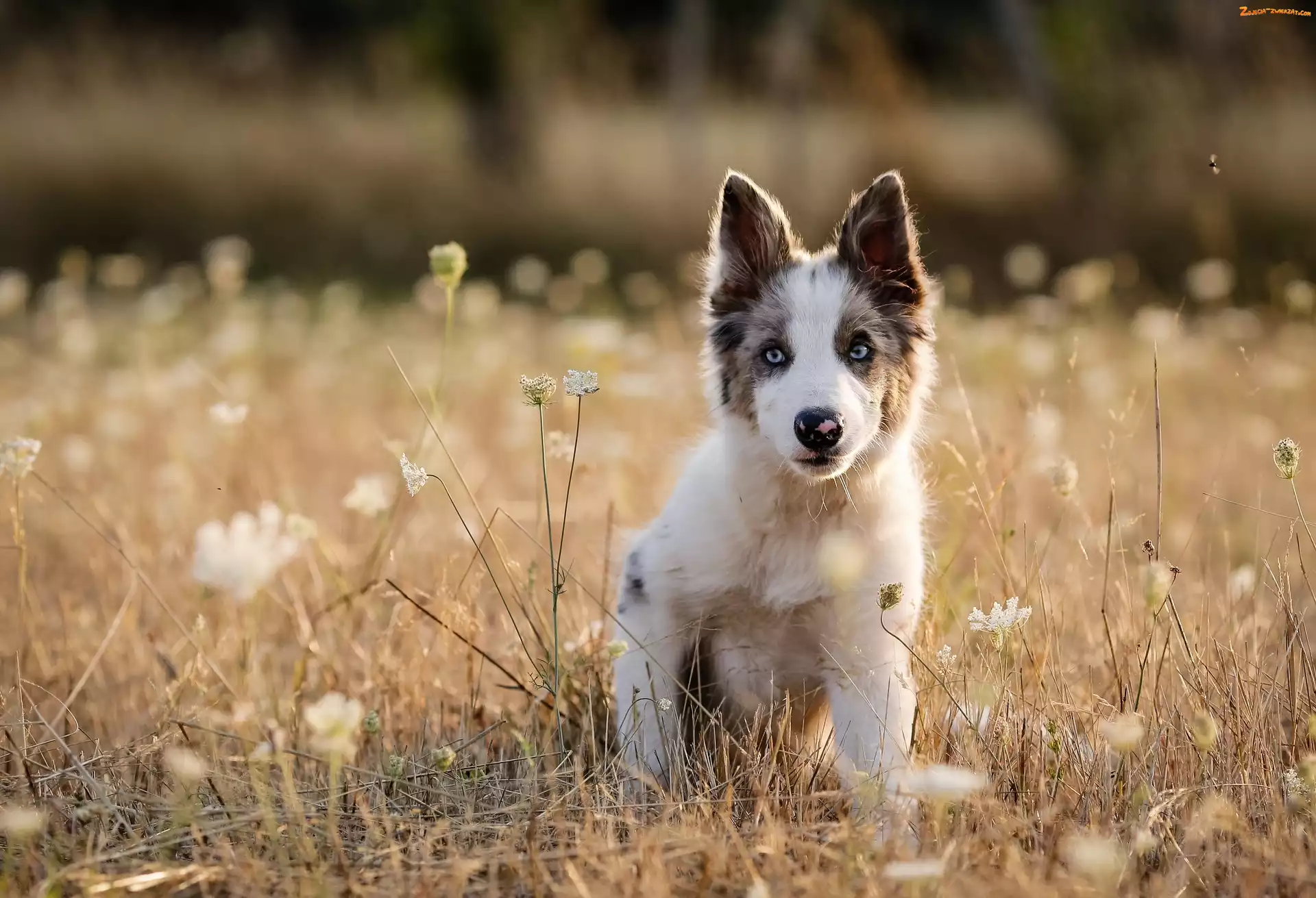 Border, Łąka, Szczeniak, Collie