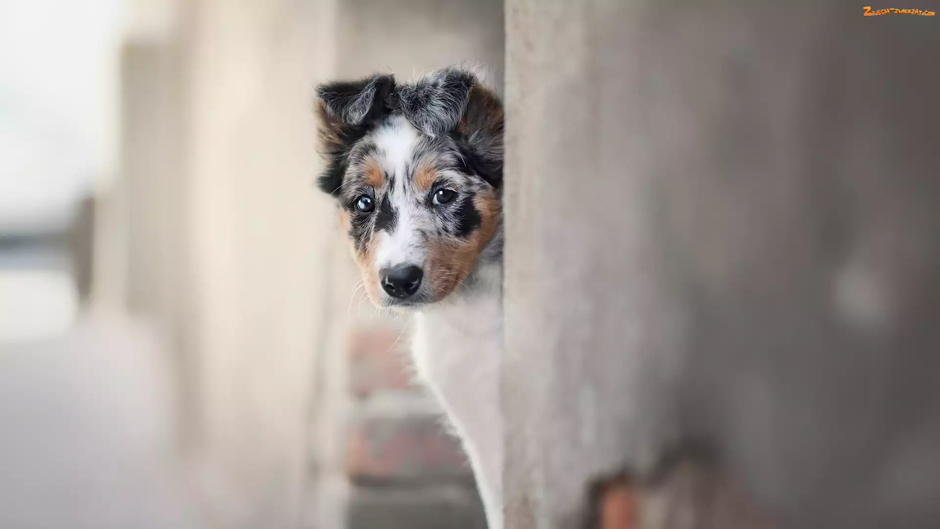 Border collie, Ściana, Szczeniak, Mordka