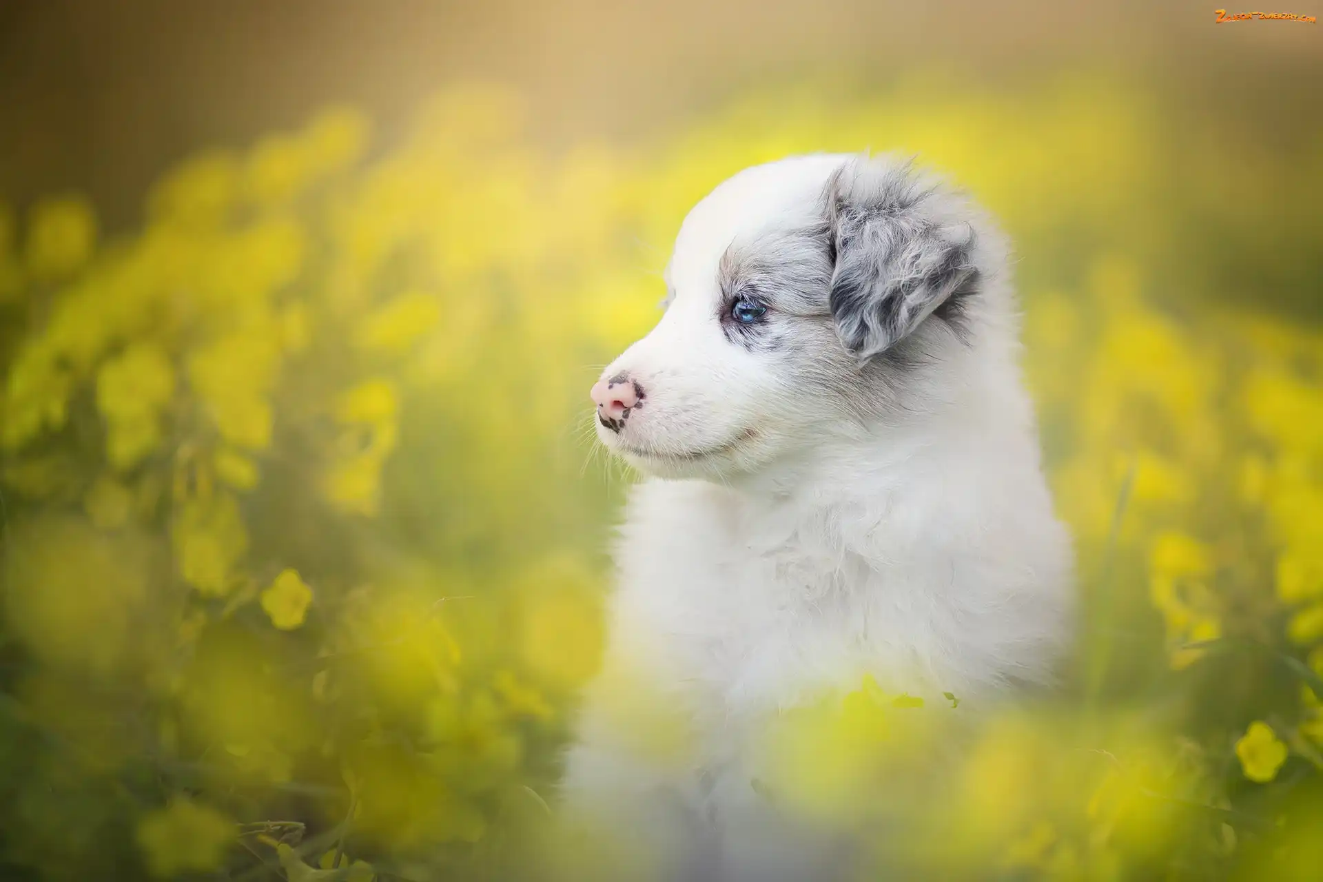 Border collie, Kwiaty, Szczeniak, Łąka