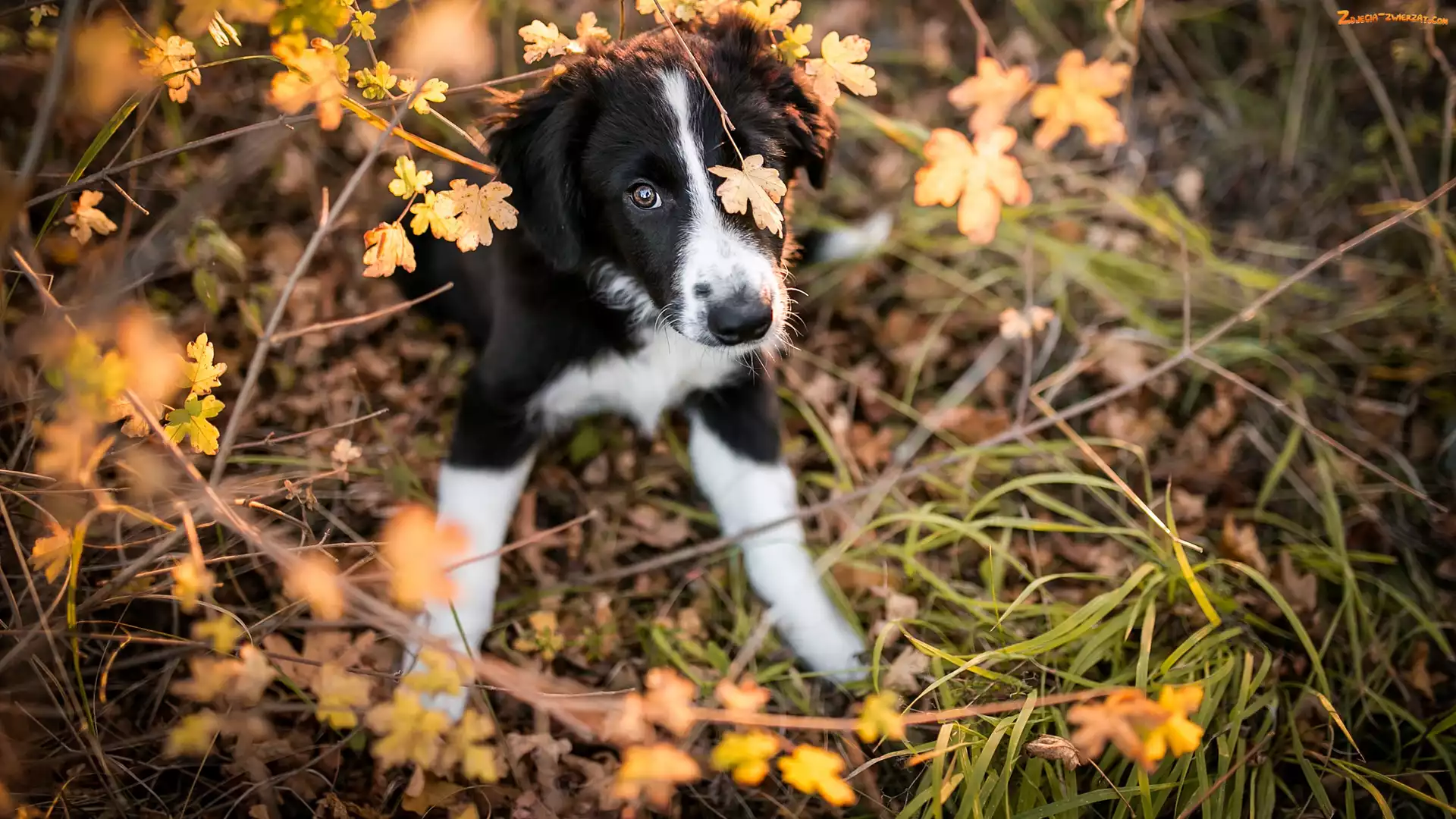 Border collie, Trawa, Szczeniak, Listki