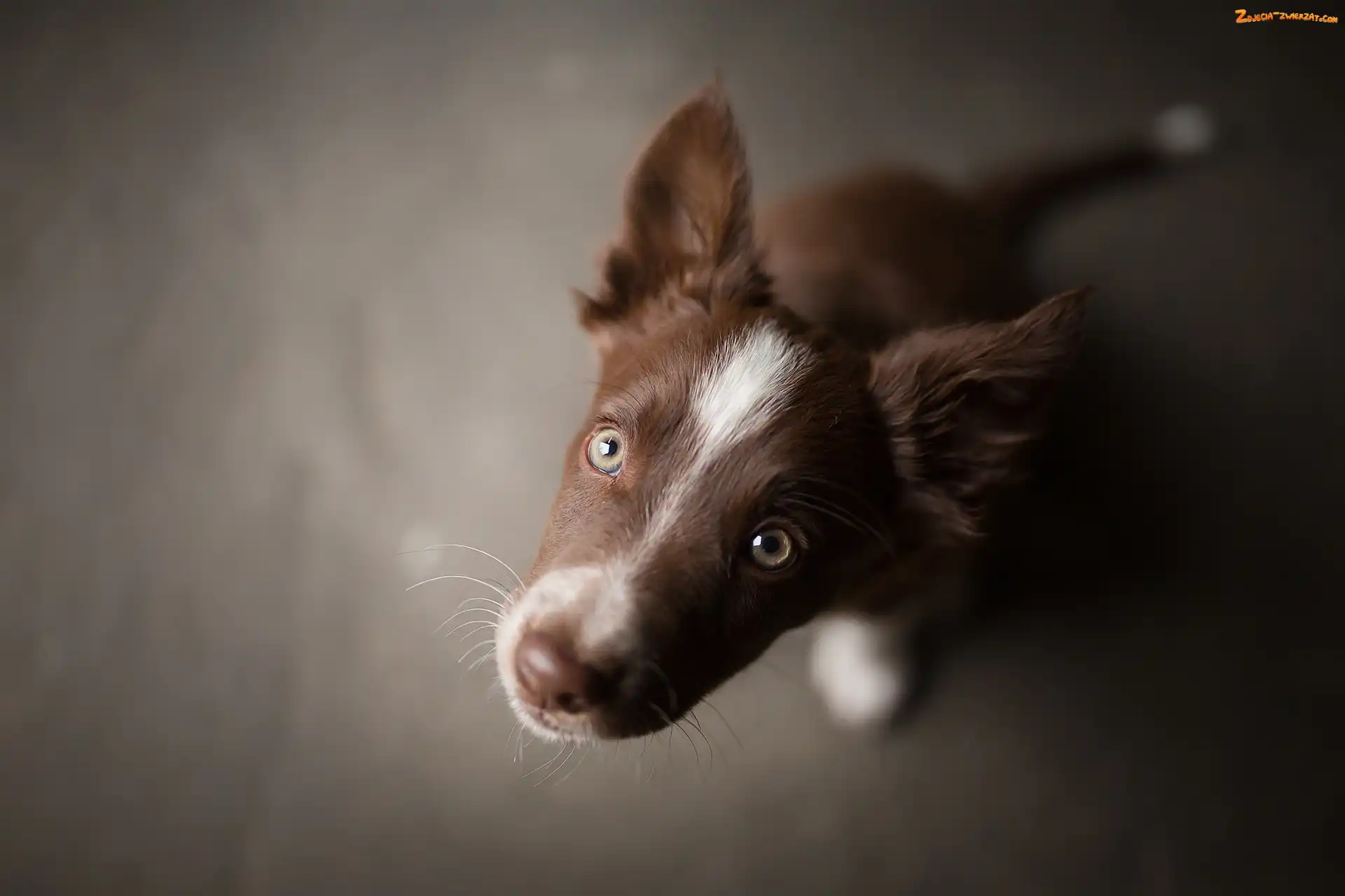 Border collie, Zbliżenie, Szczeniak, Pyszczek