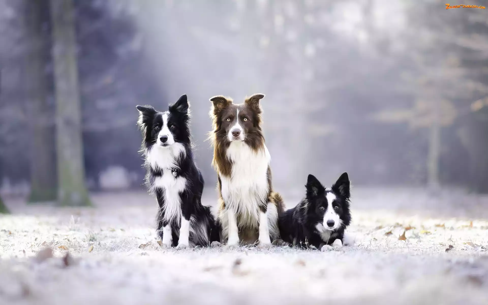 Trzy, Border collie