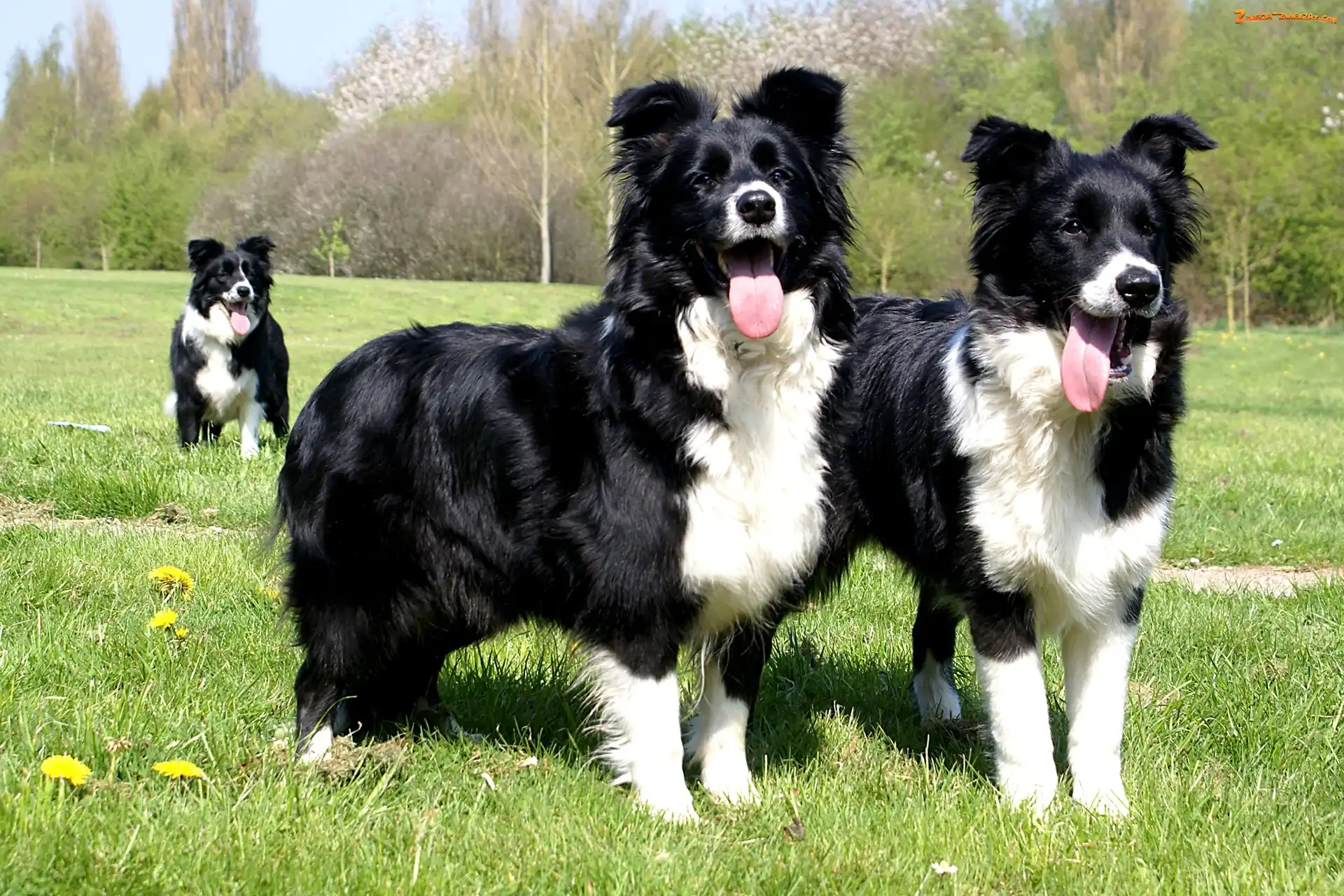 Border Collie, Trzy, Psy