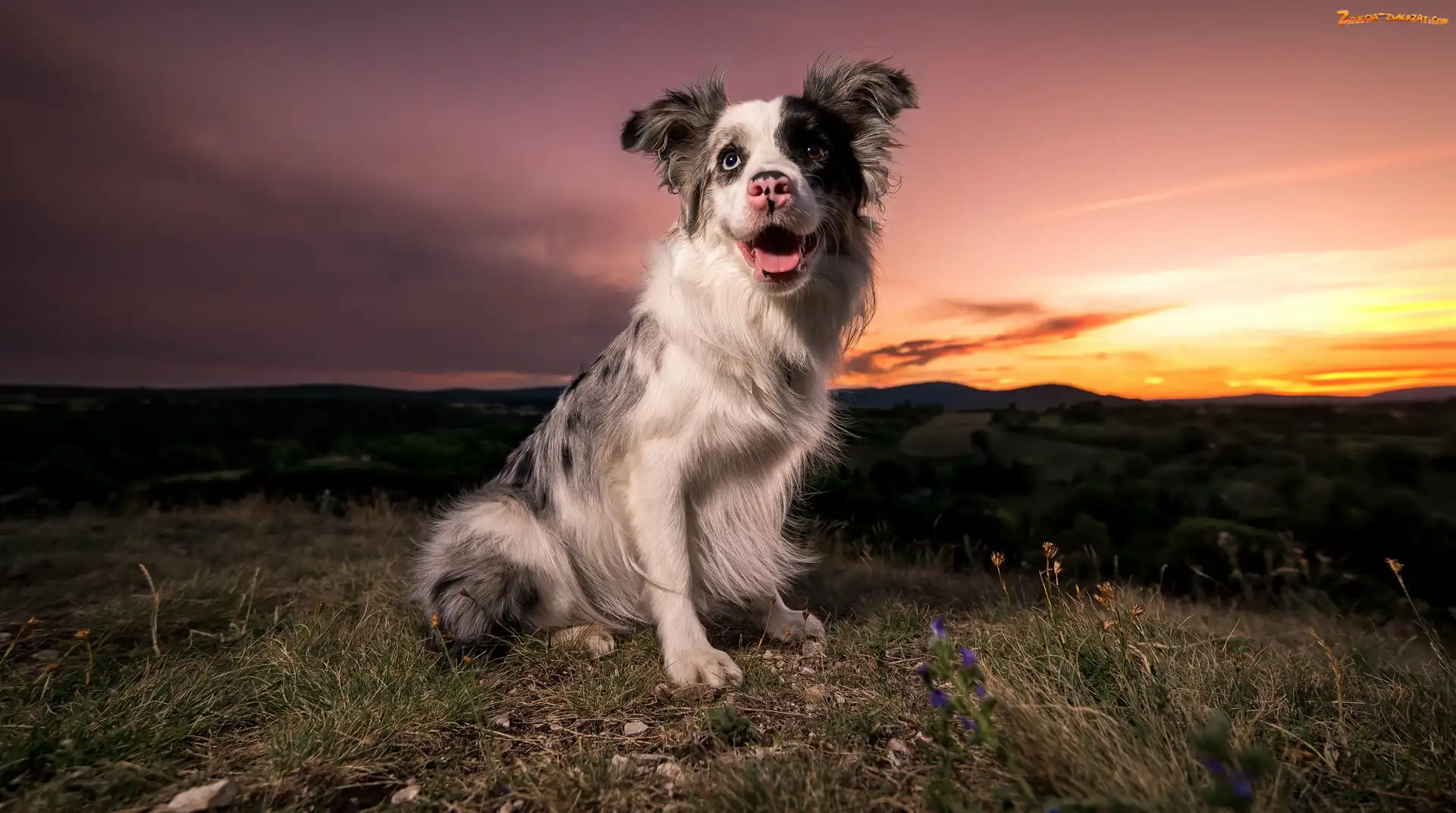 Border collie, Trawa, Pies, Zachód słońca