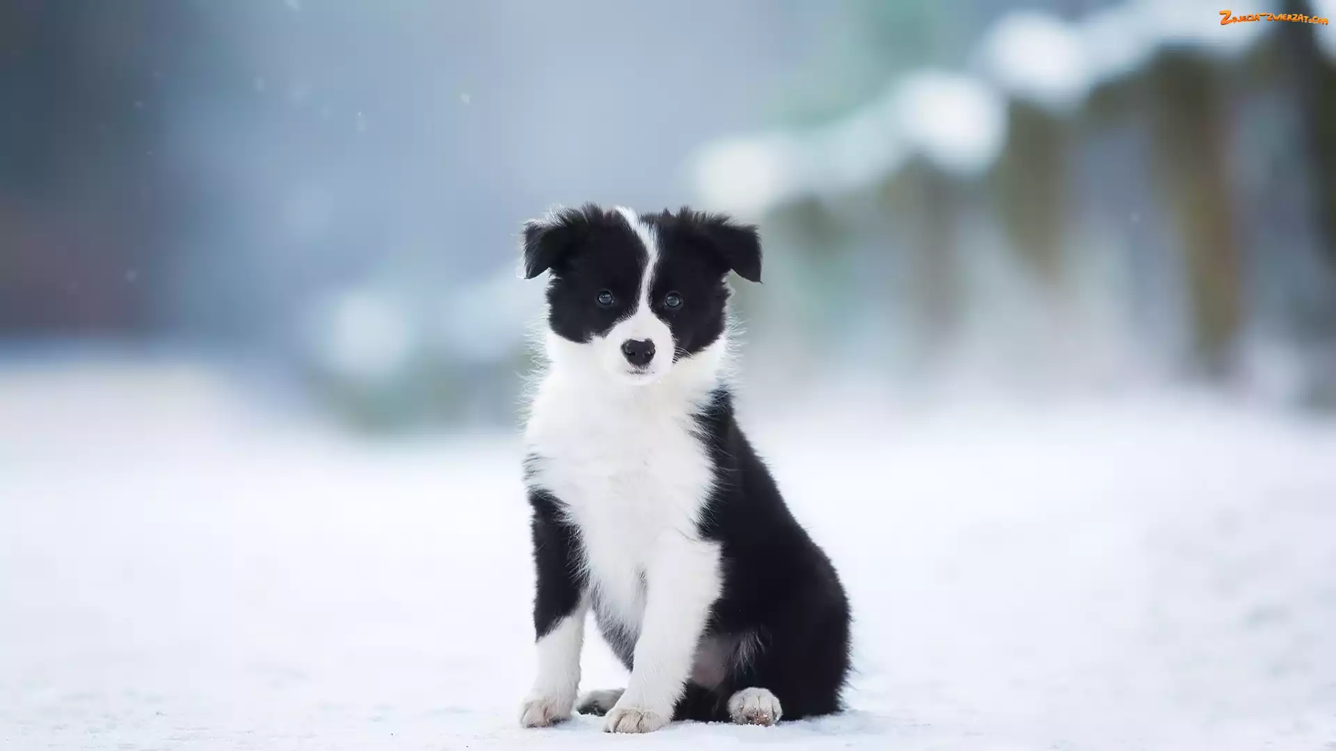Zima, Border collie, Szczeniak, Pies, Czarno-biały