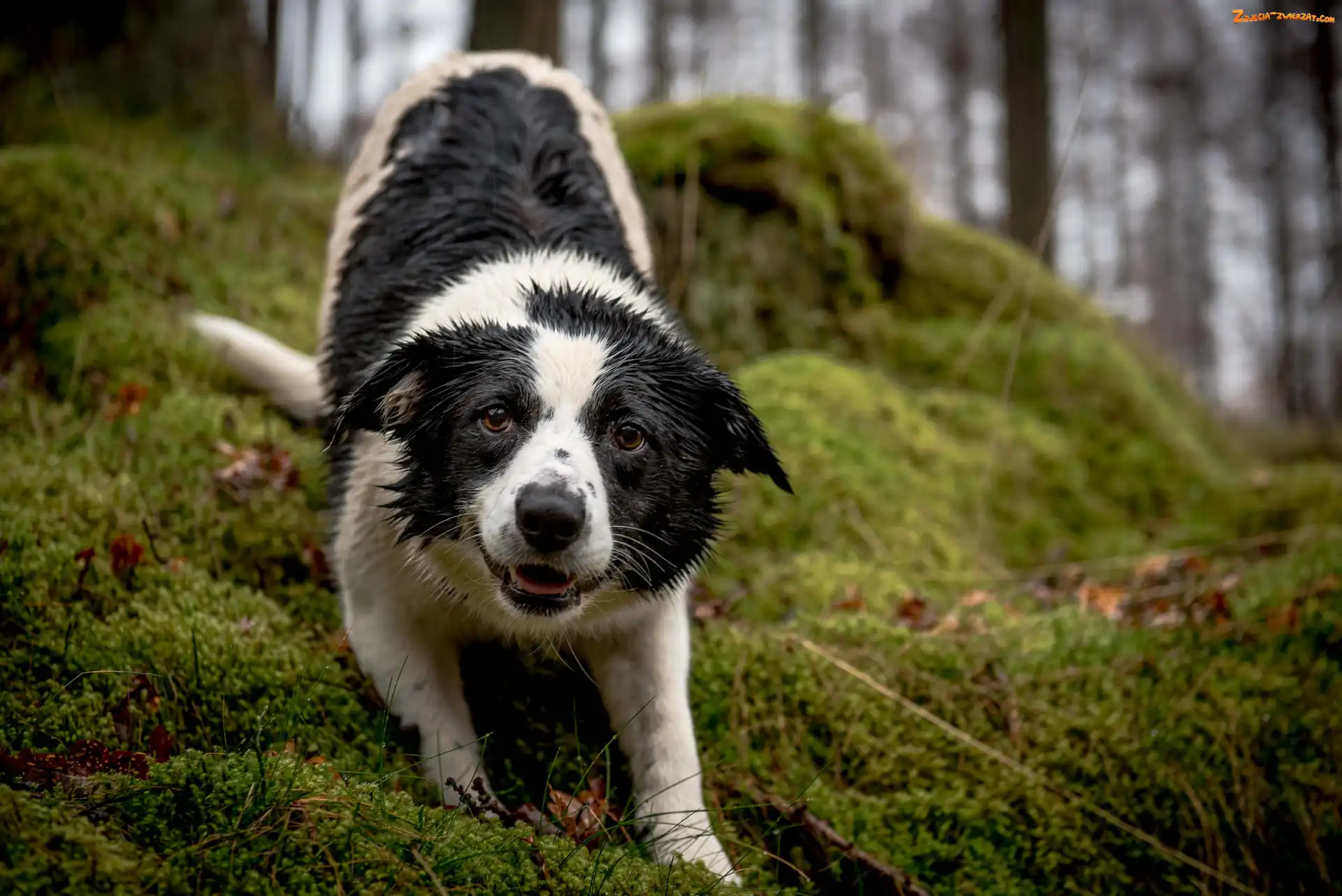 Ściółka, Zmoknięty, Border collie