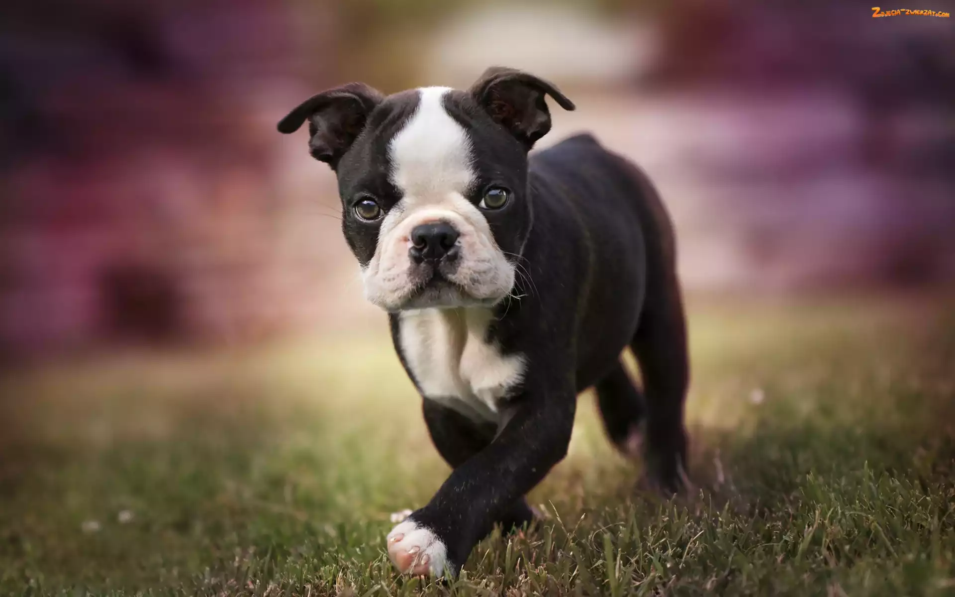 Boston terrier, Pies, Szczeniak