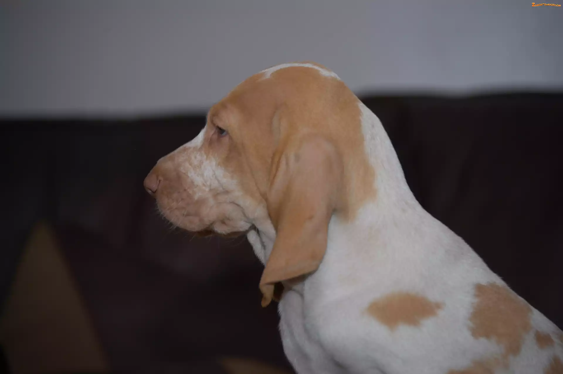 Bracco italiano, głowa, Wyżła włoskiego krótkowłosego