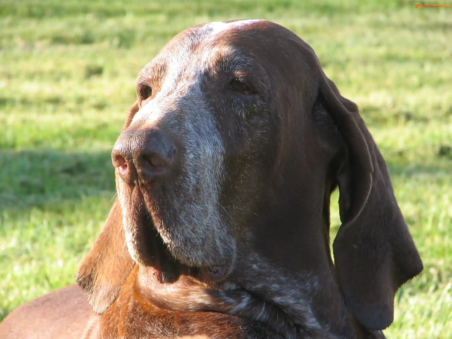Bracco italiano, głowa, Wyżła włoskiego krótkowłosego