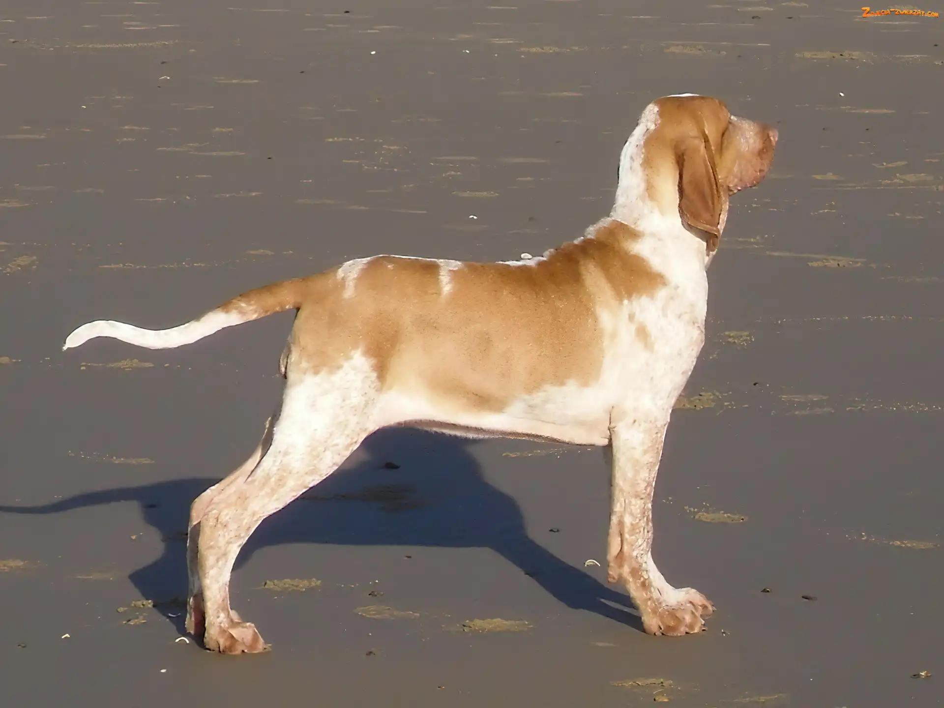Bracco italiano, profil, Wyżła włoskiego krótkowłosego