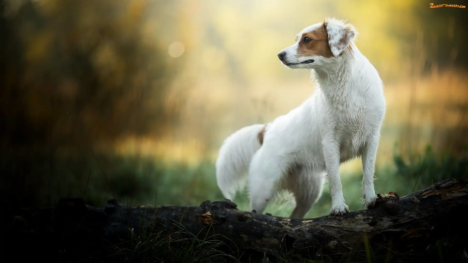 Brązowe, Pies, Bokeh, Kłoda, Biały, Łaty