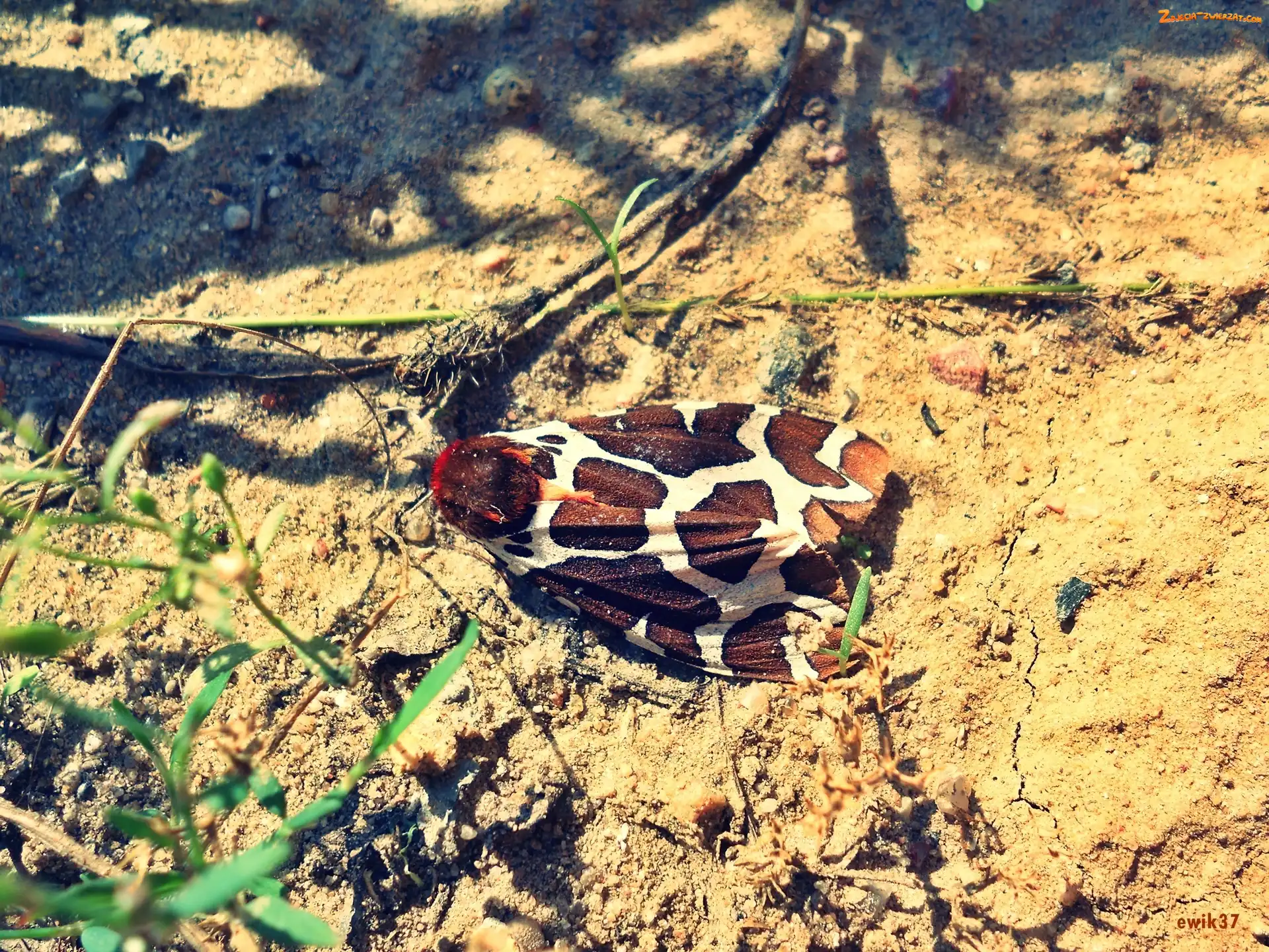Brązowo, Skrzydełka, Ćma, Białe