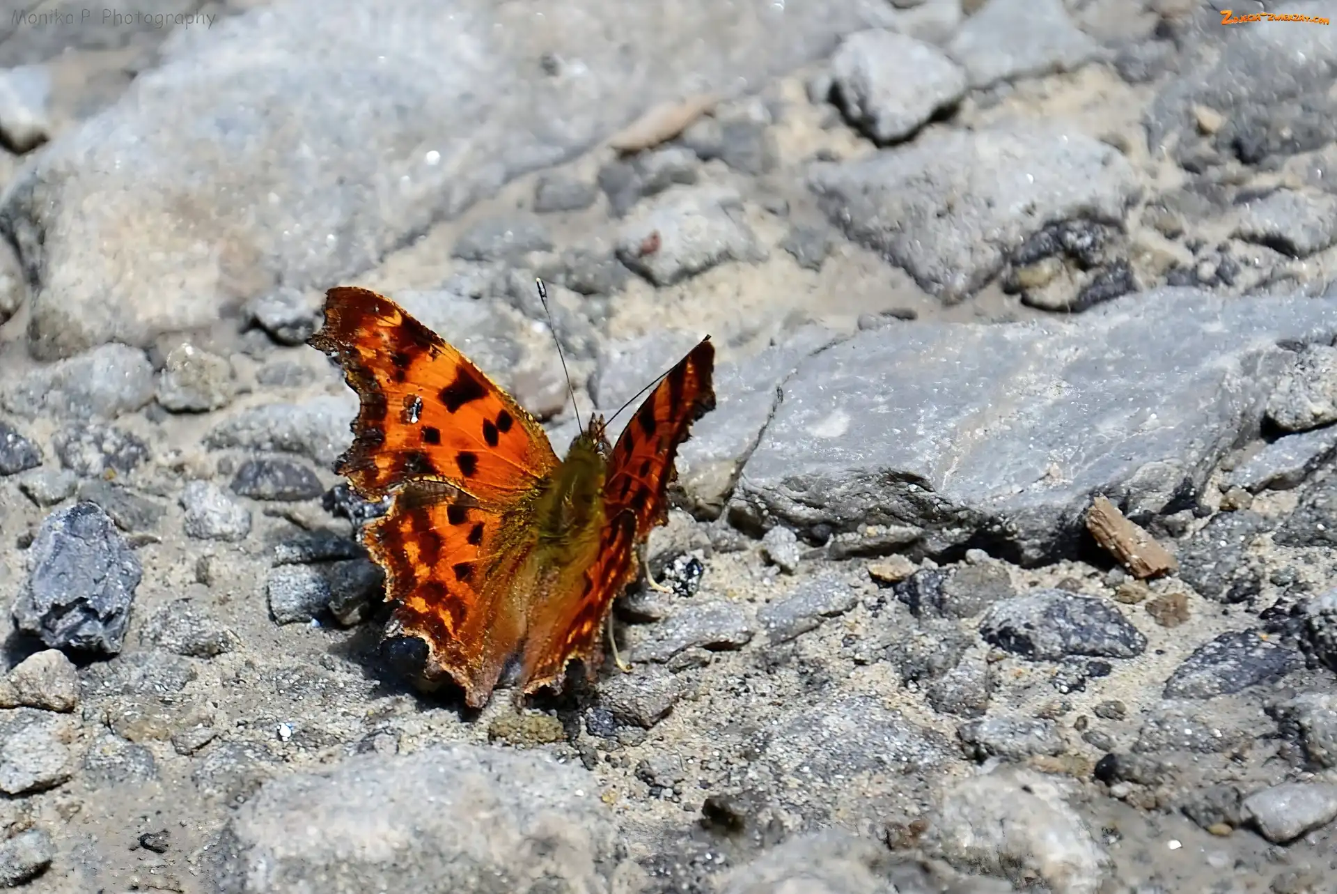 BrÄ…zowy, Motyl