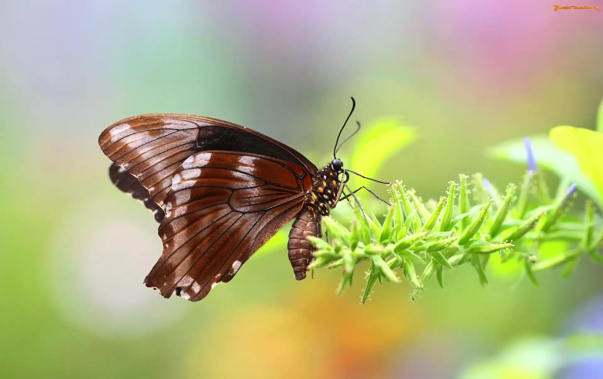 Roślina, Brązowy, Motyl