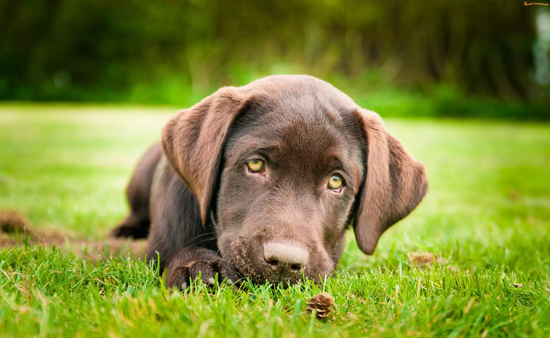Brązowy, Retriever, Smutny, Labrador